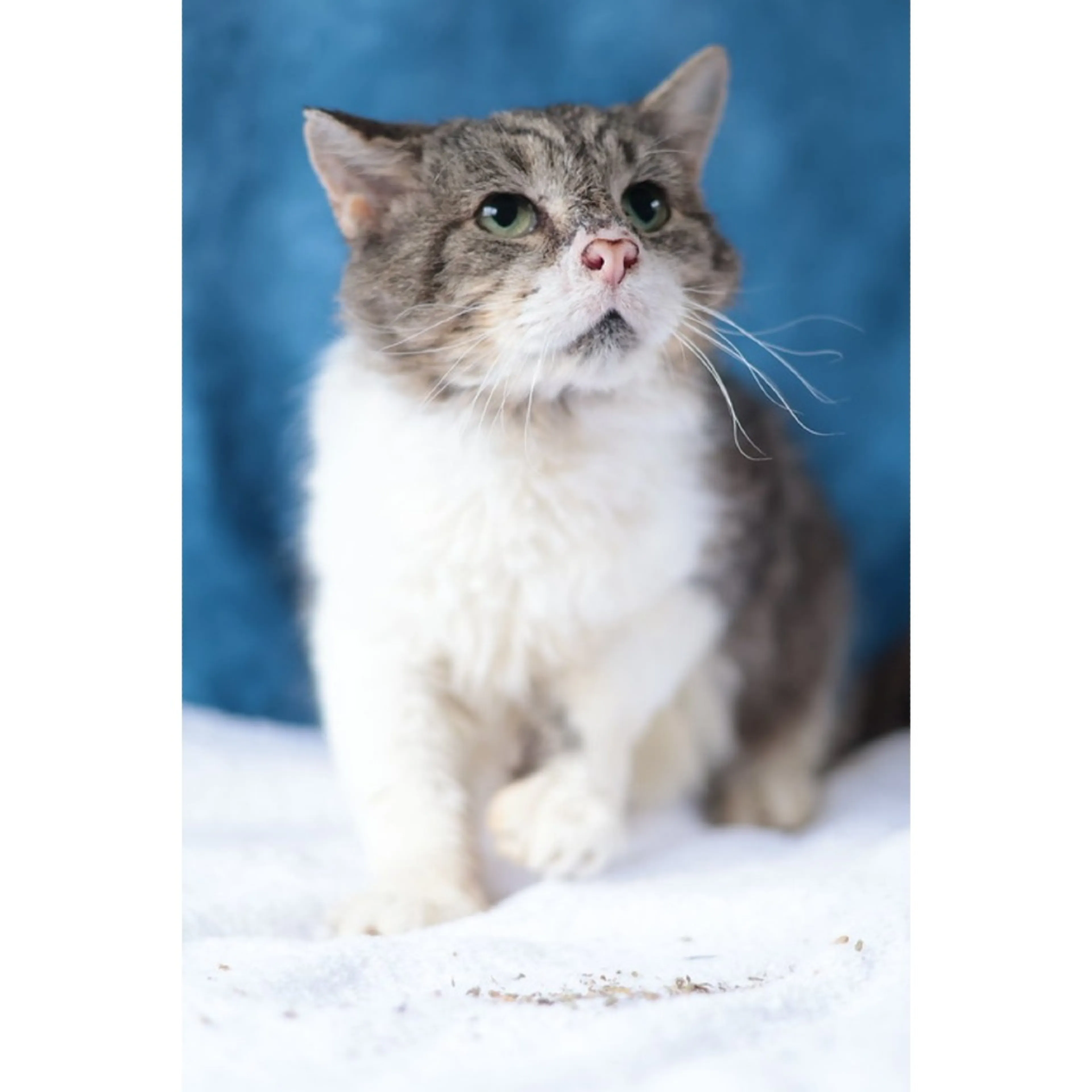 Found pet-19
