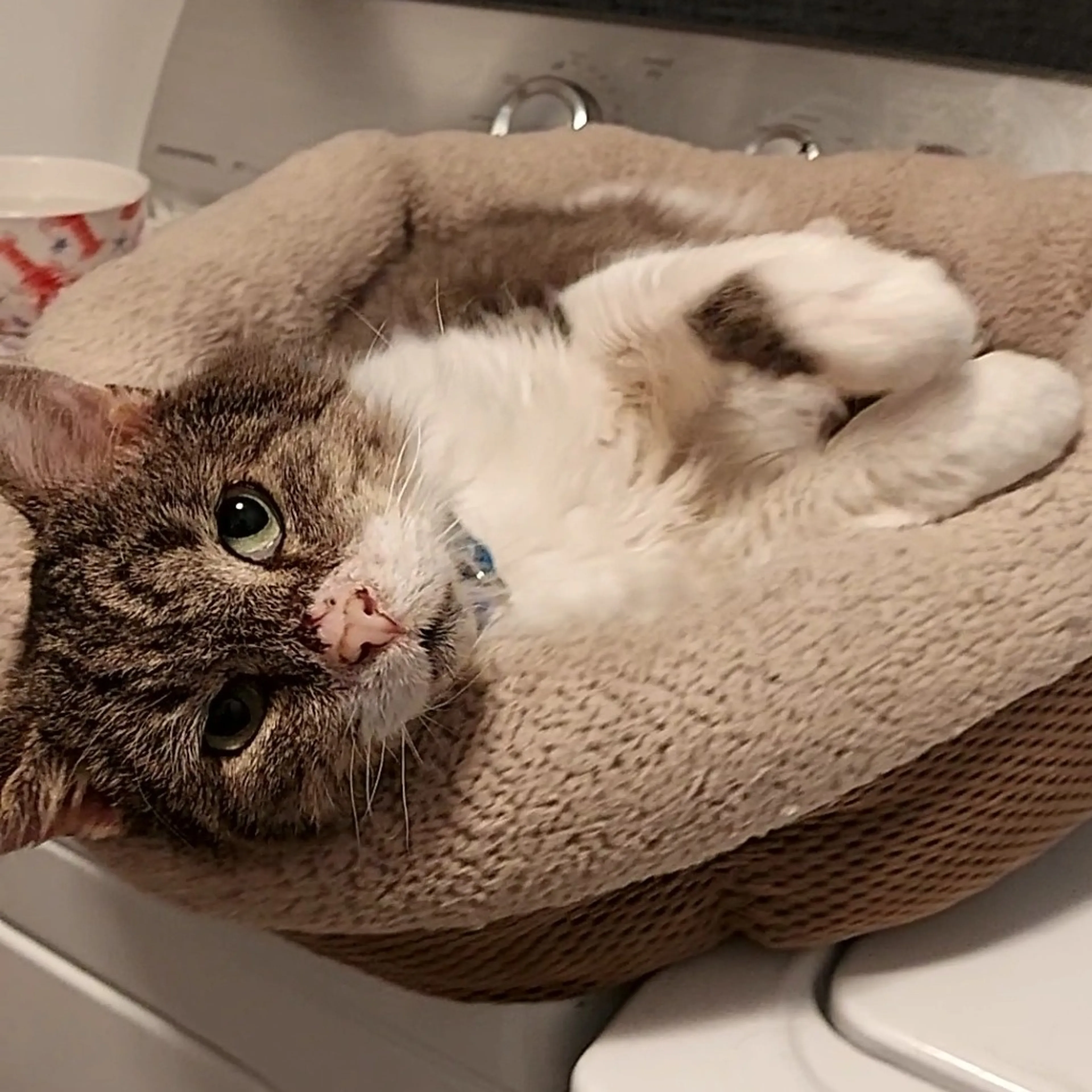 Found pet-2