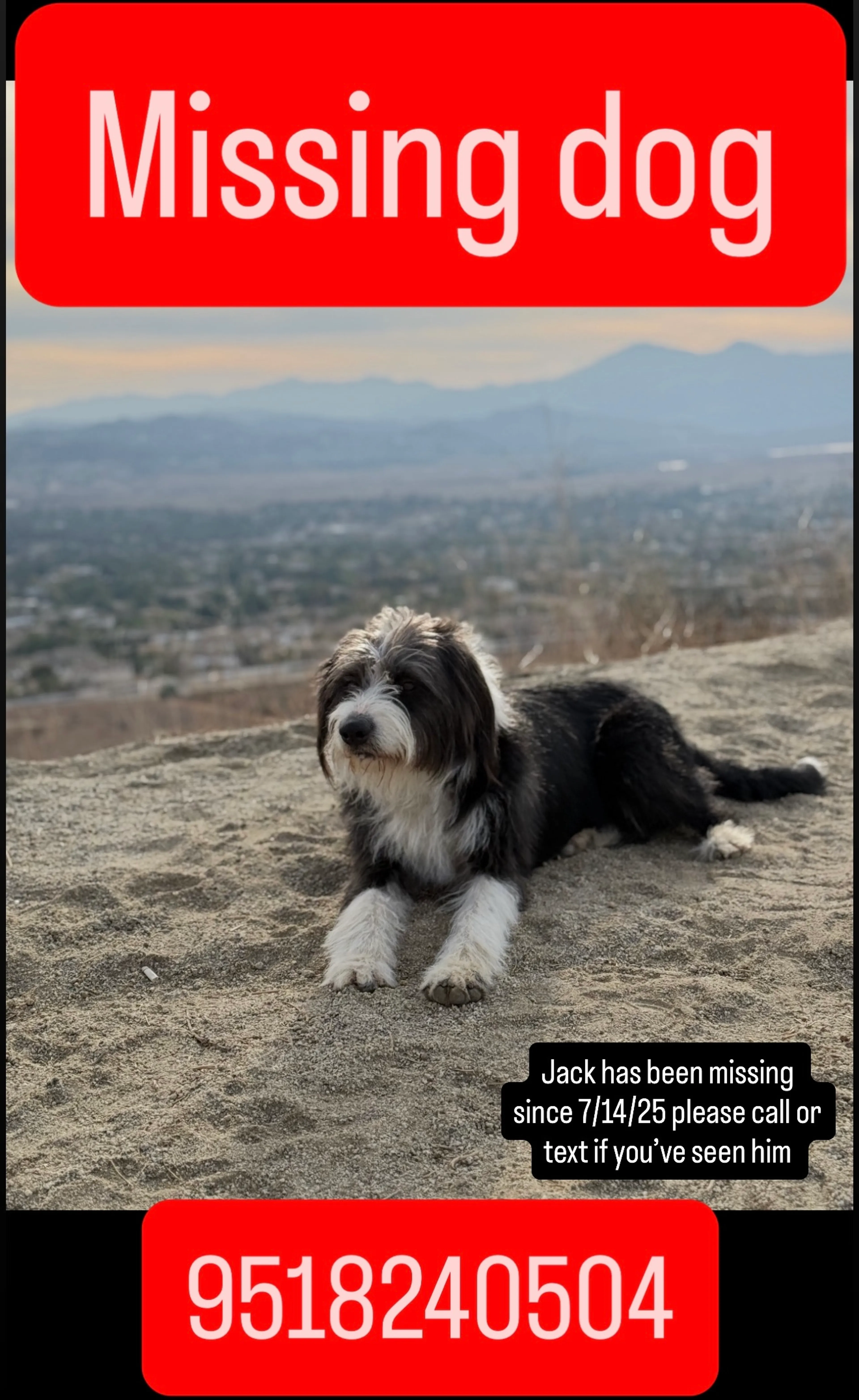 Lost pet