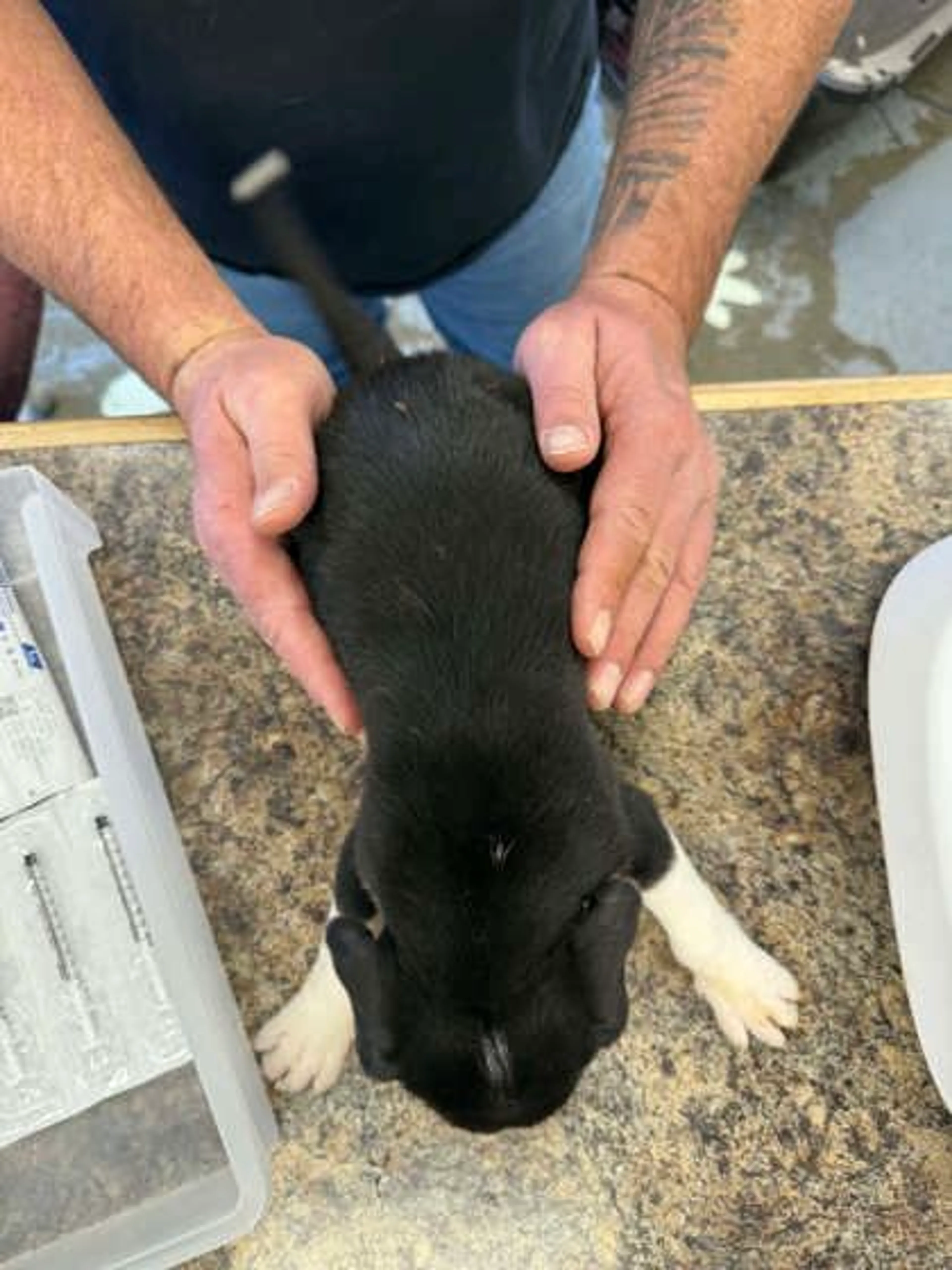 Found pet-1
