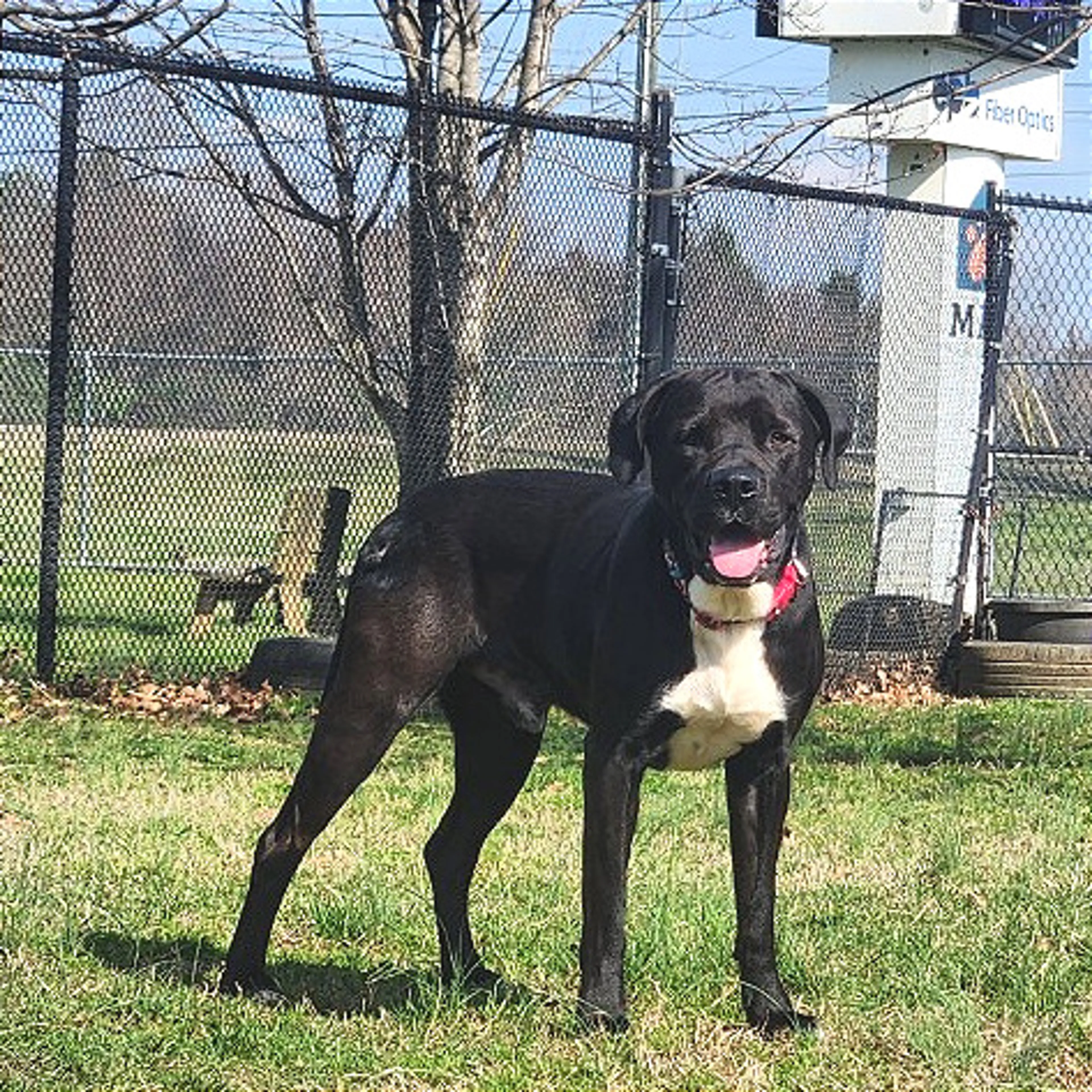 Found pet-4