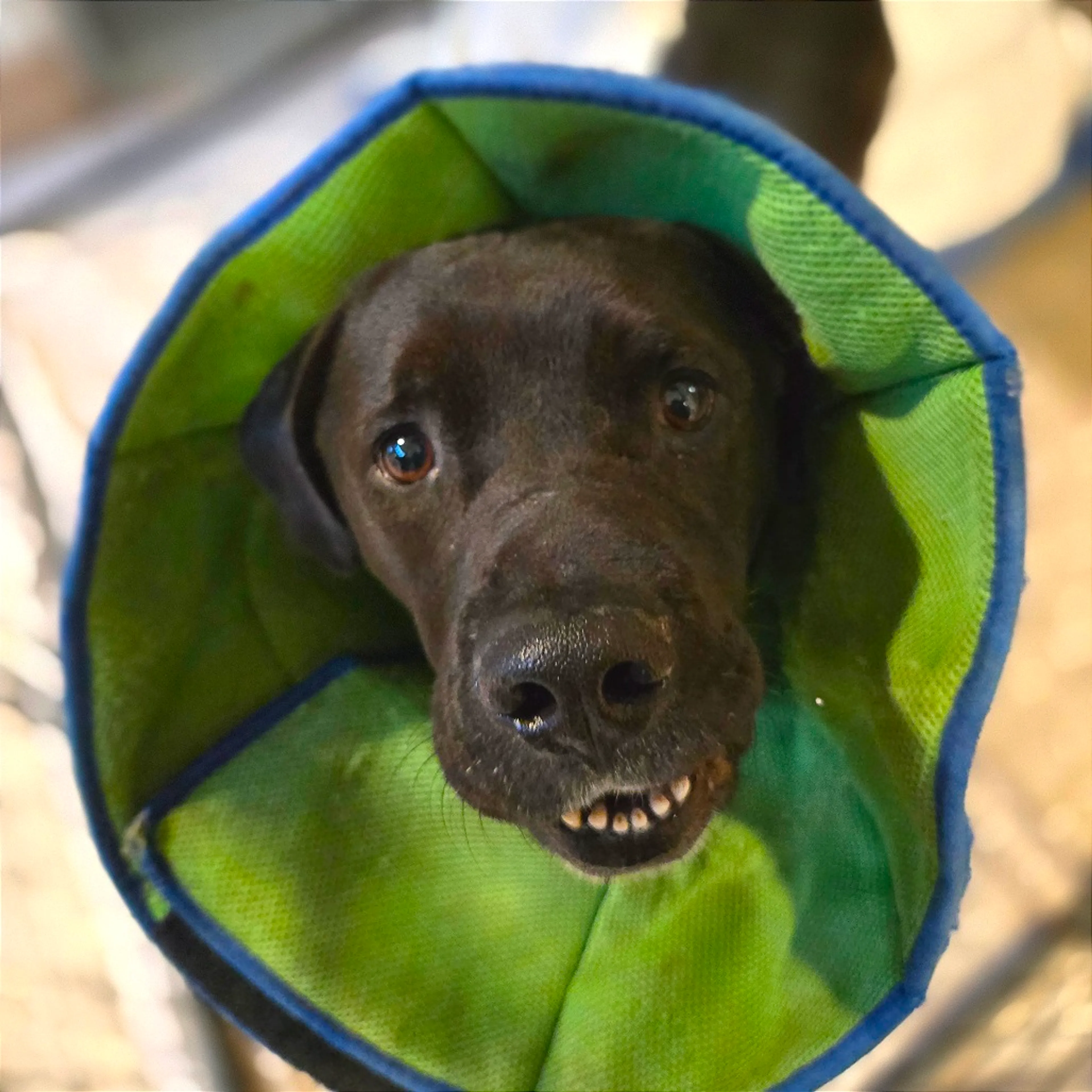 Found pet-5