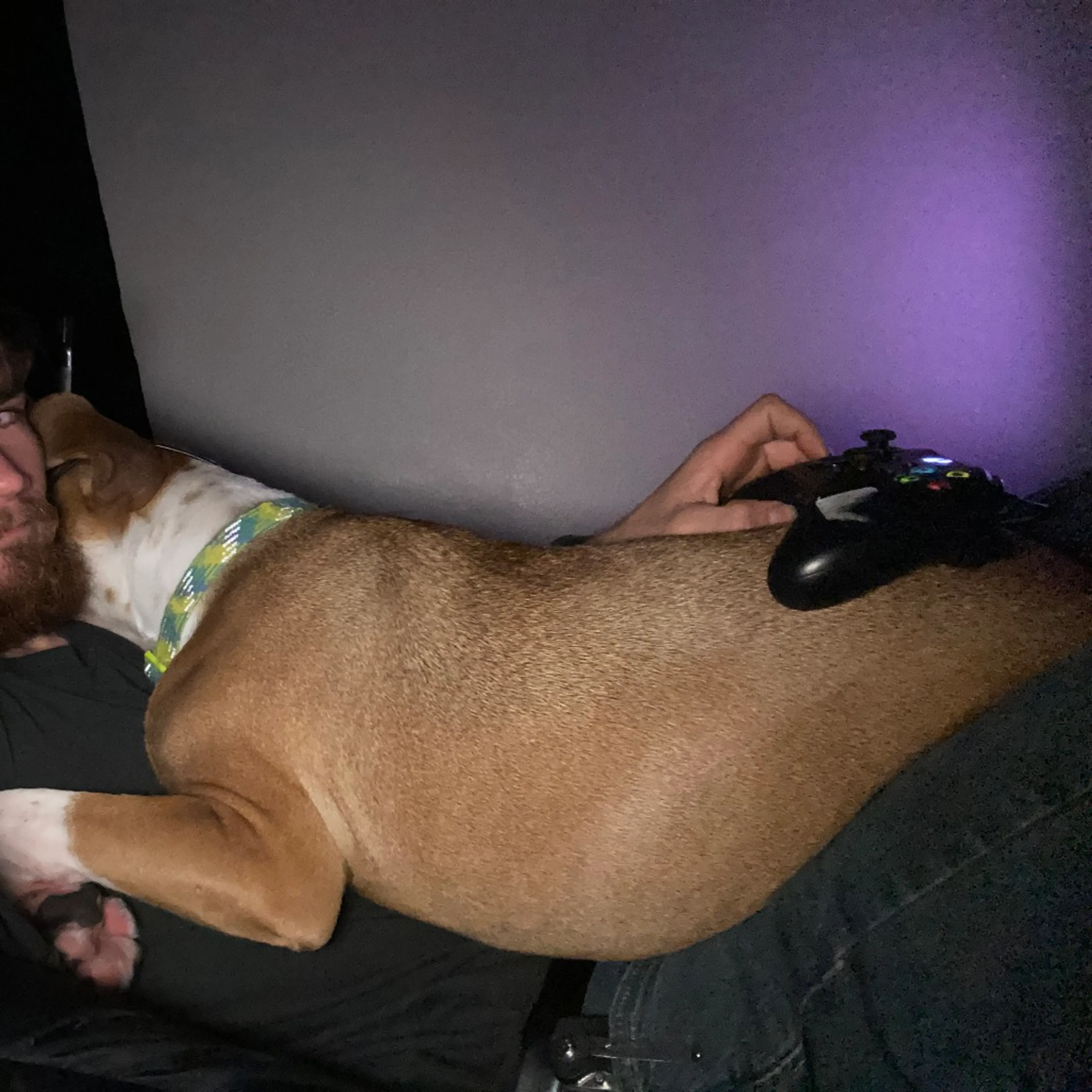 Found pet-1