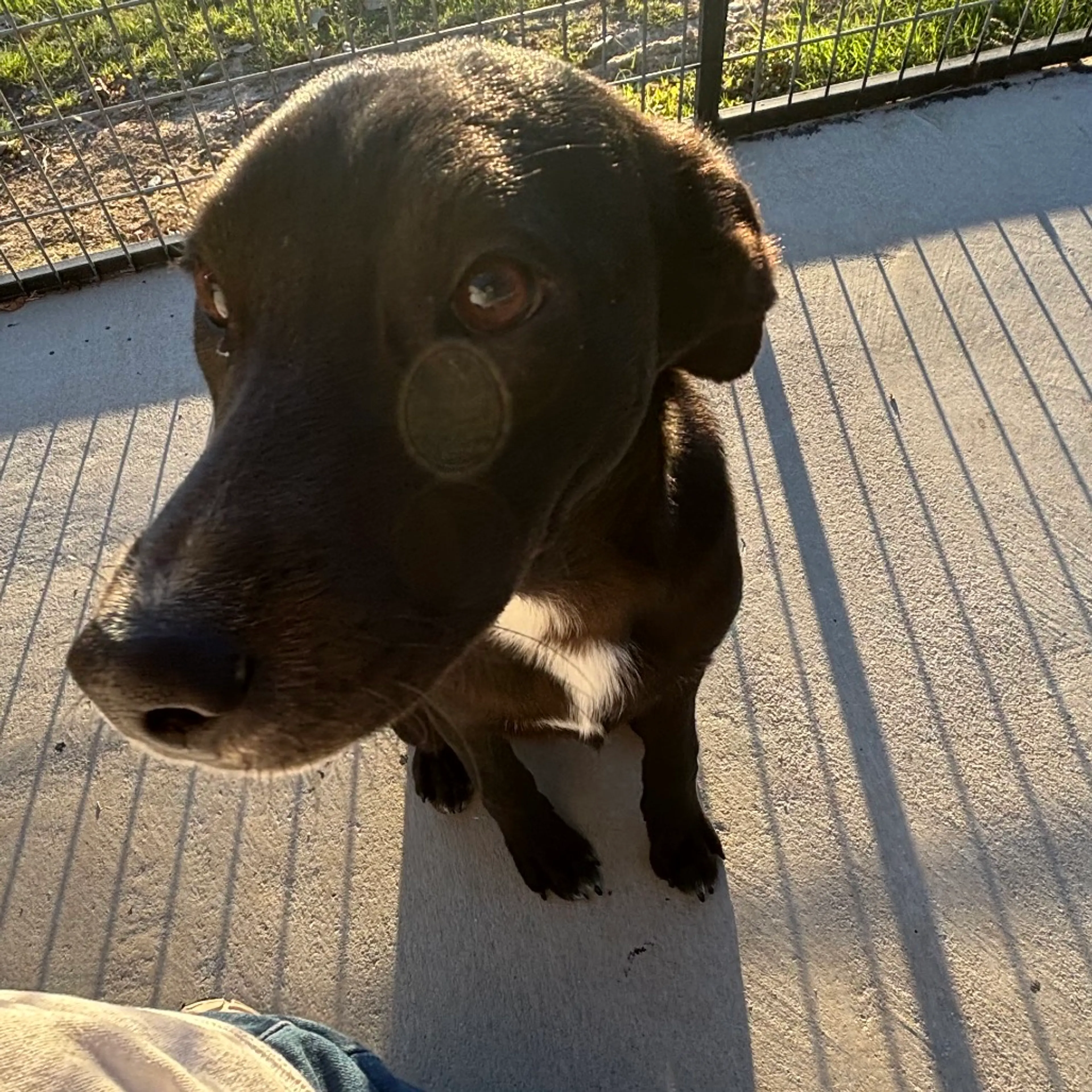 Found pet-1
