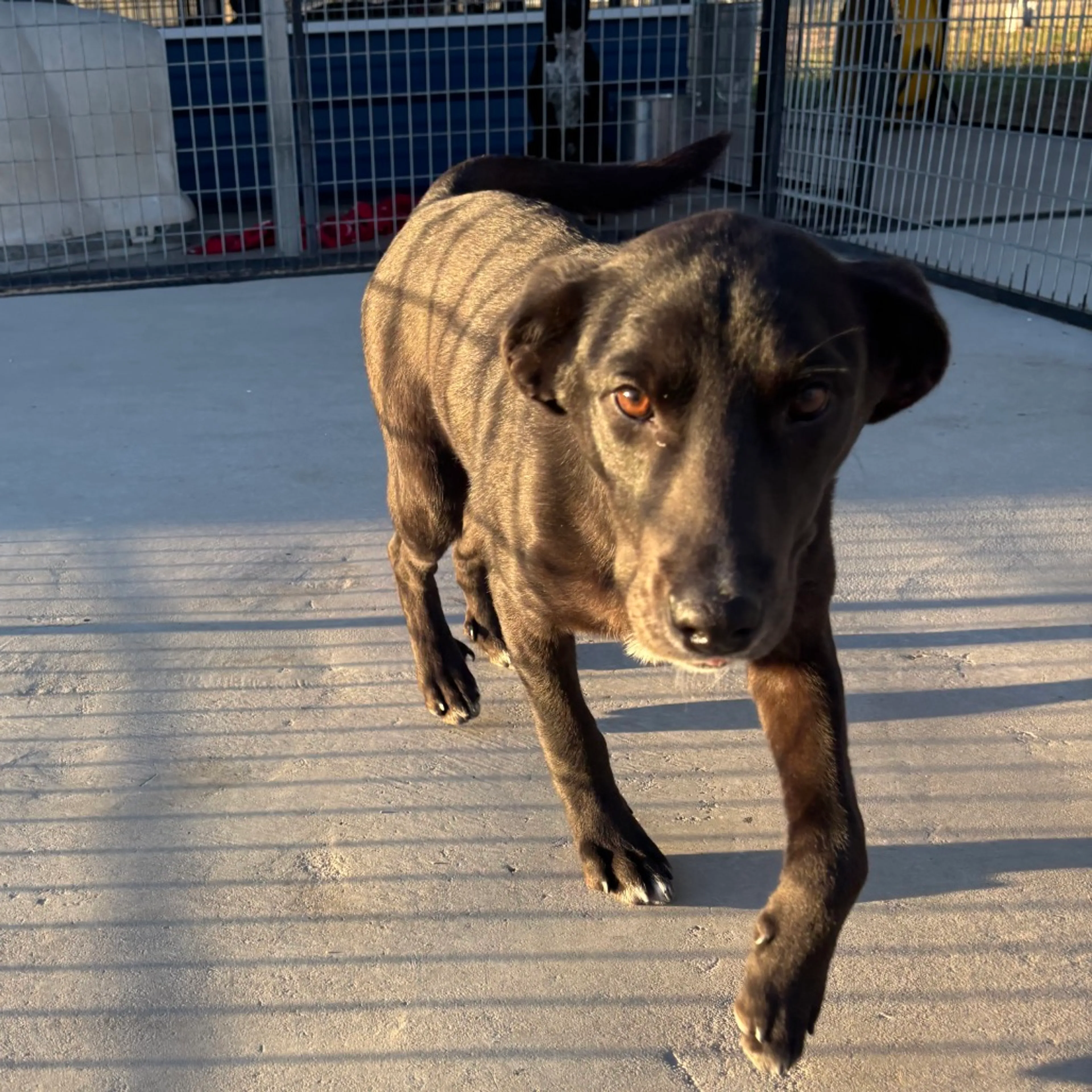Found pet-2
