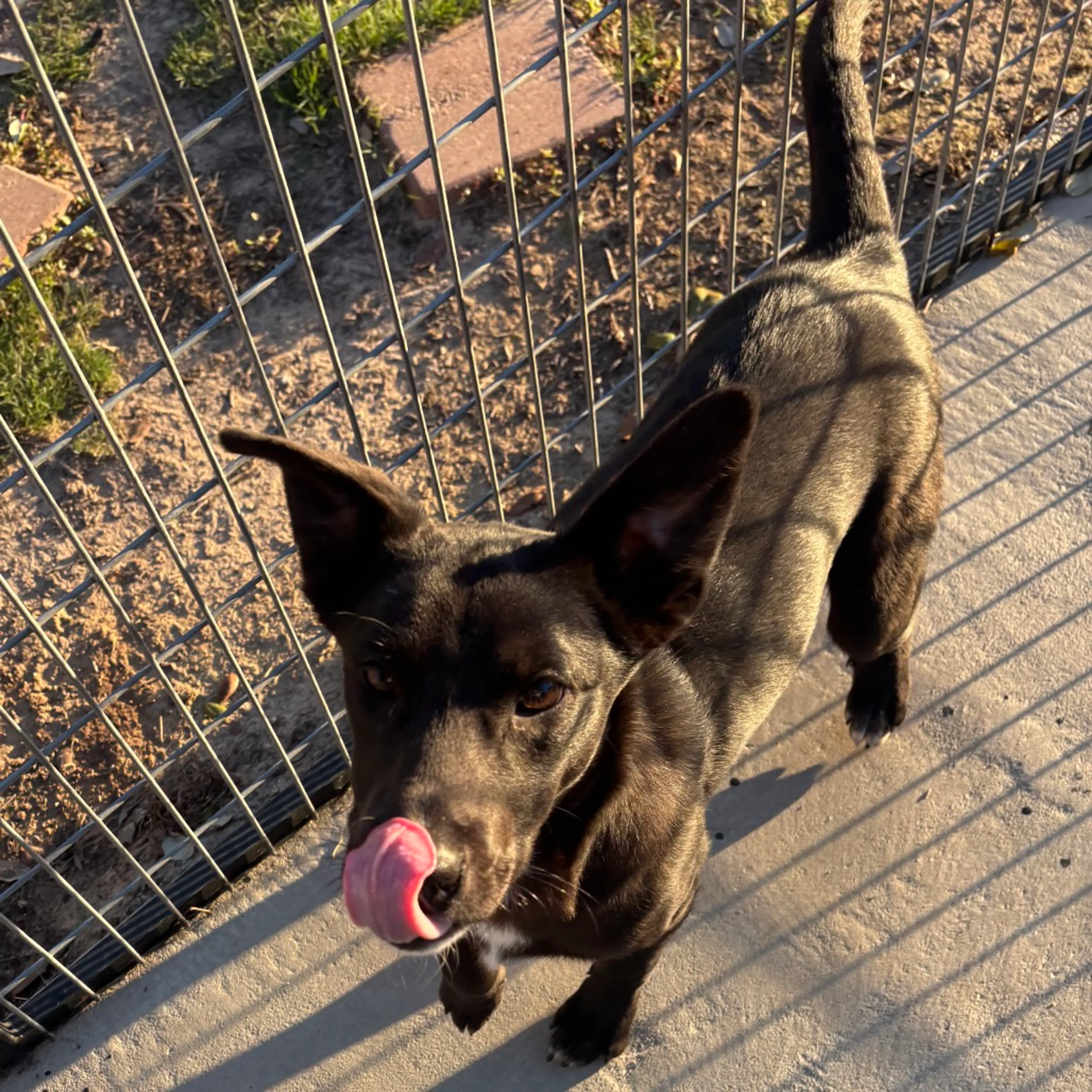 Found pet-5