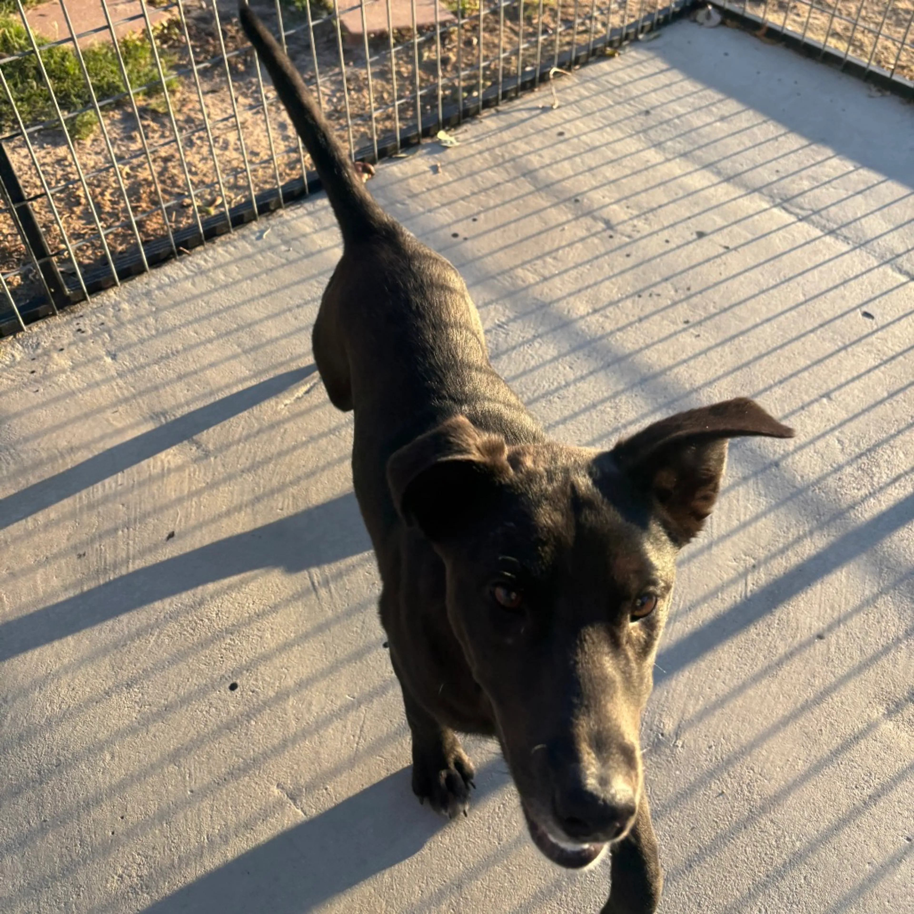 Found pet-4