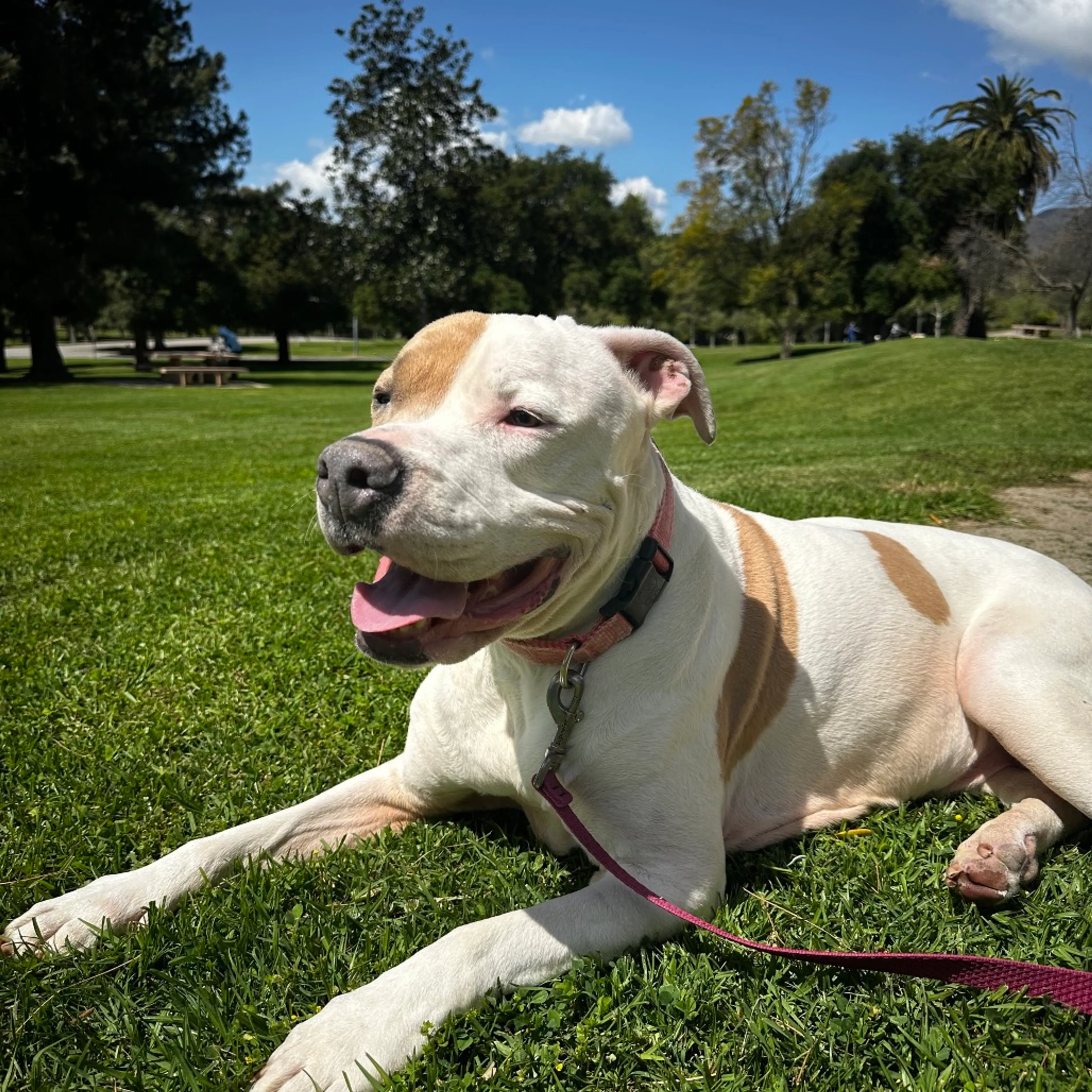 Found pet-8