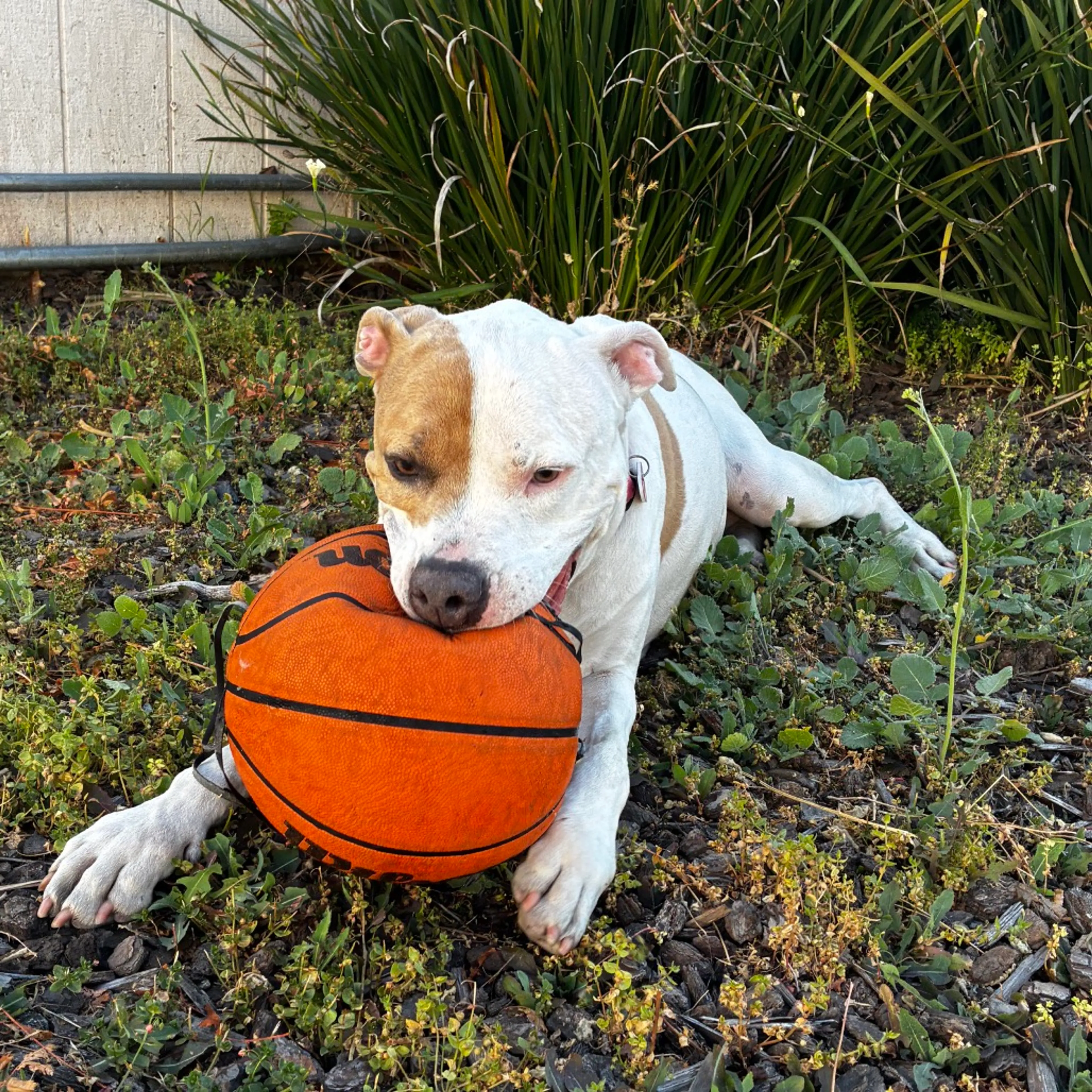 Found pet-11