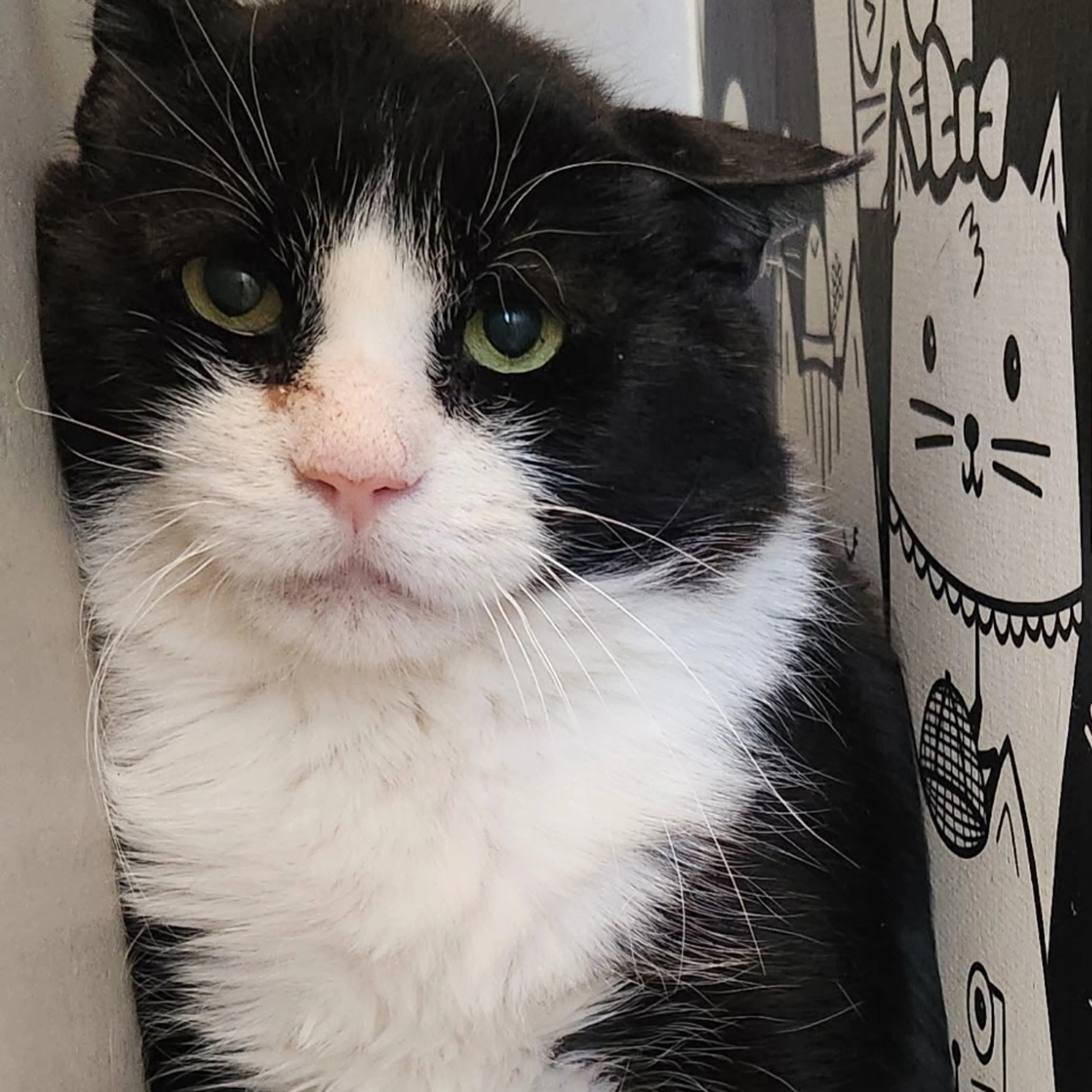 Found pet-1