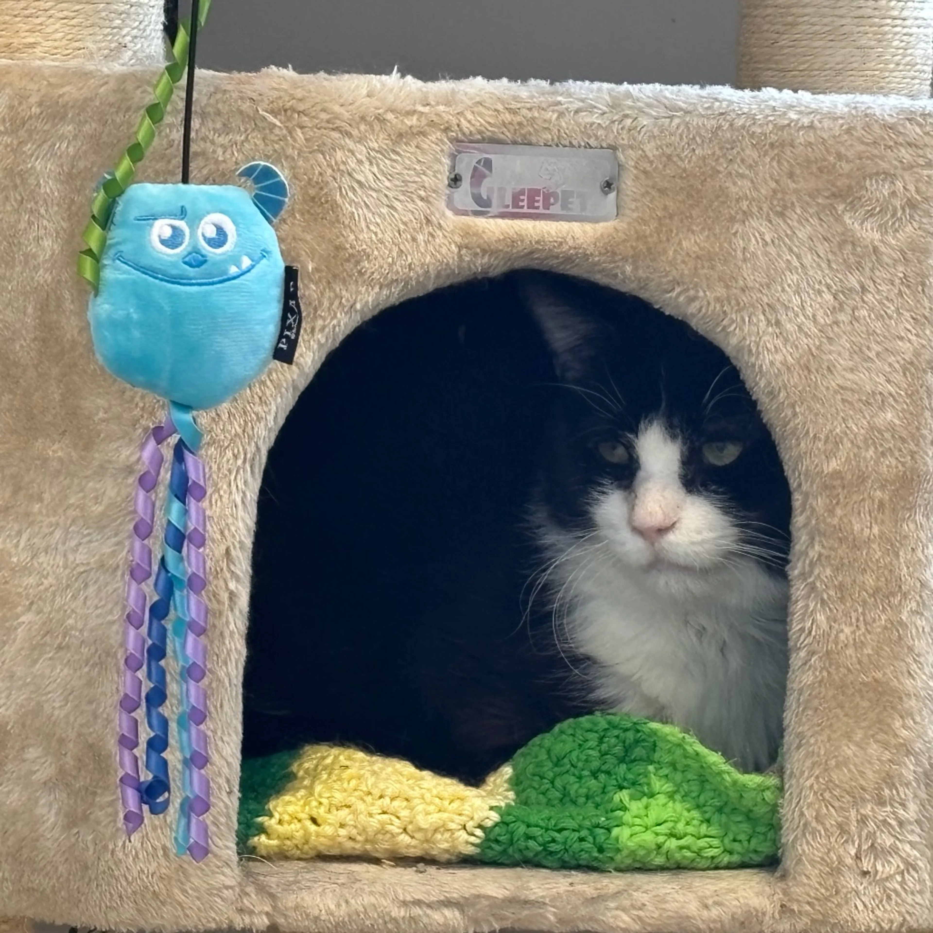 Found pet-1