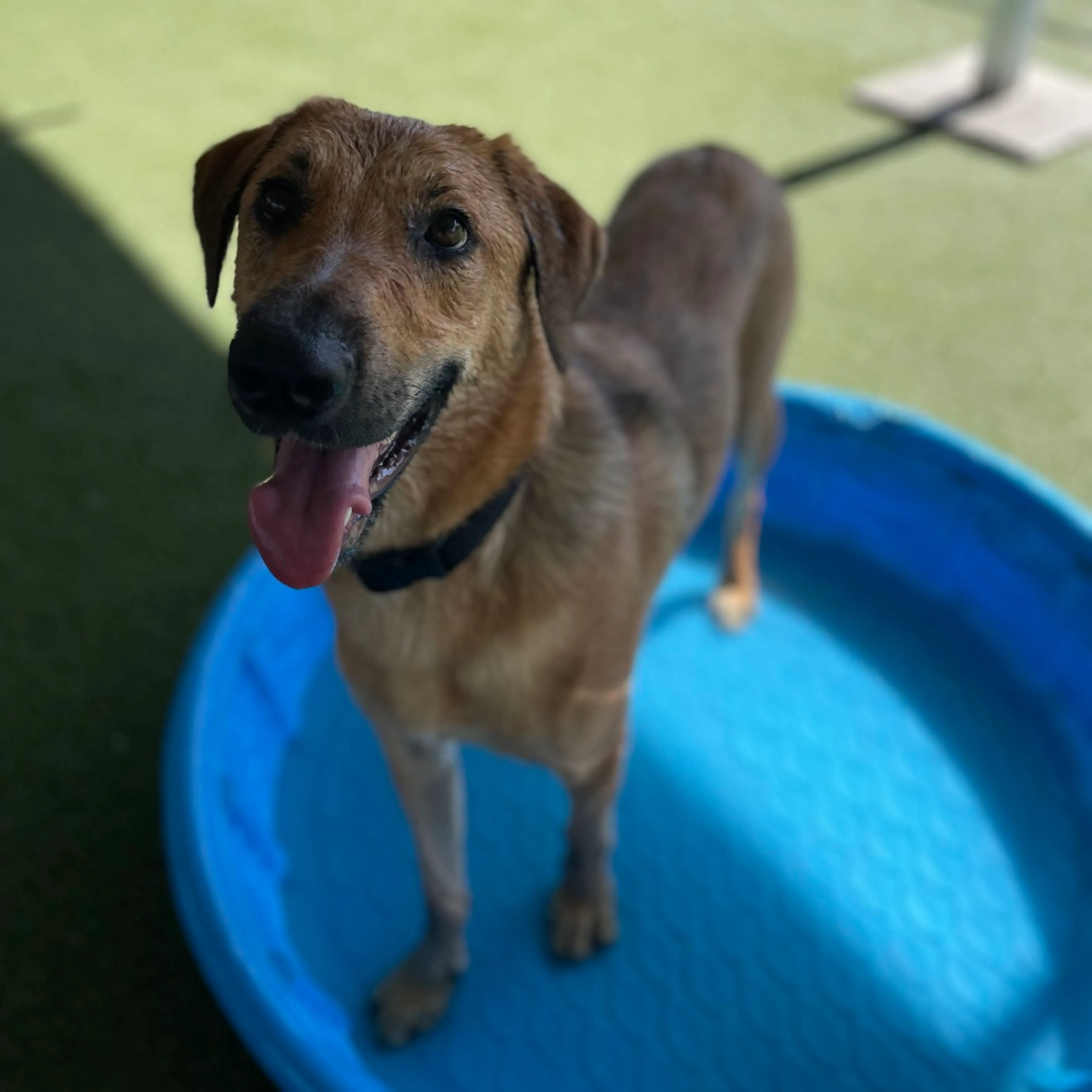 cdn image