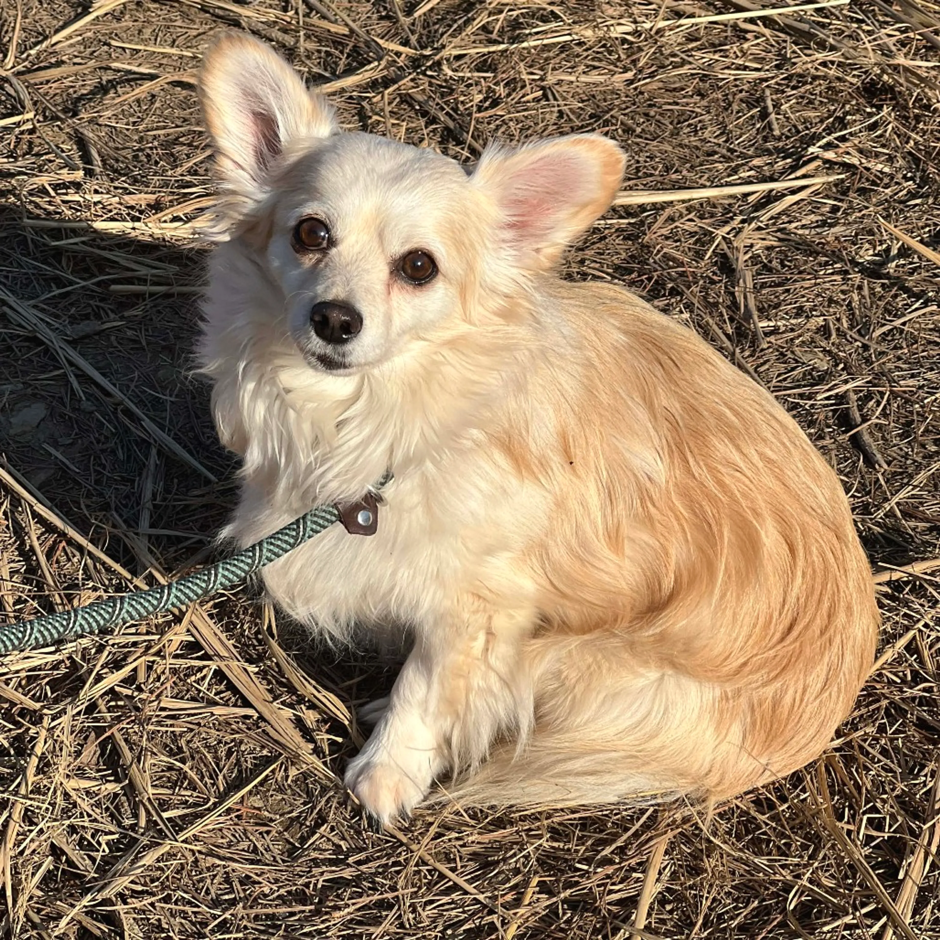 Found pet-2