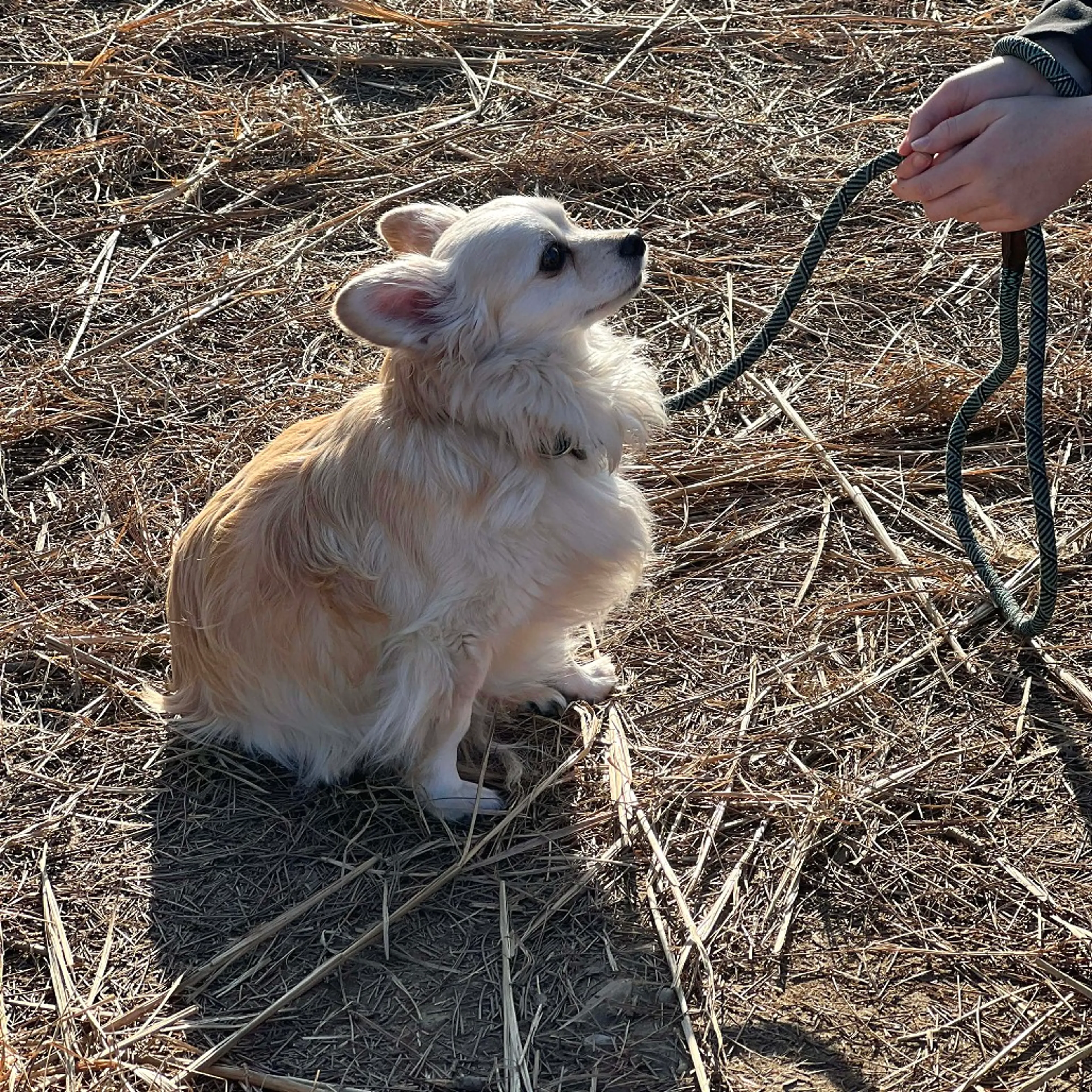 Found pet-3