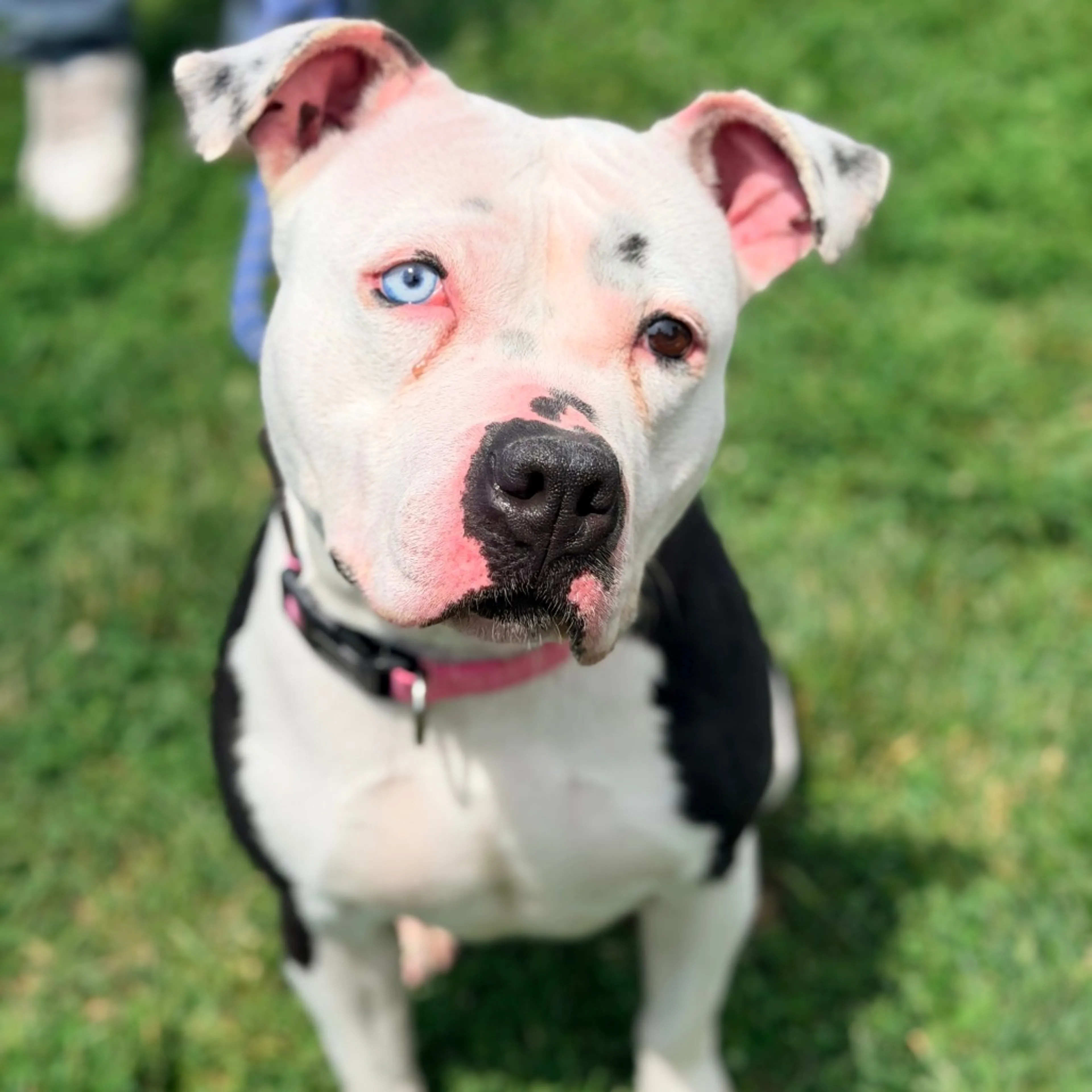 Found pet-11