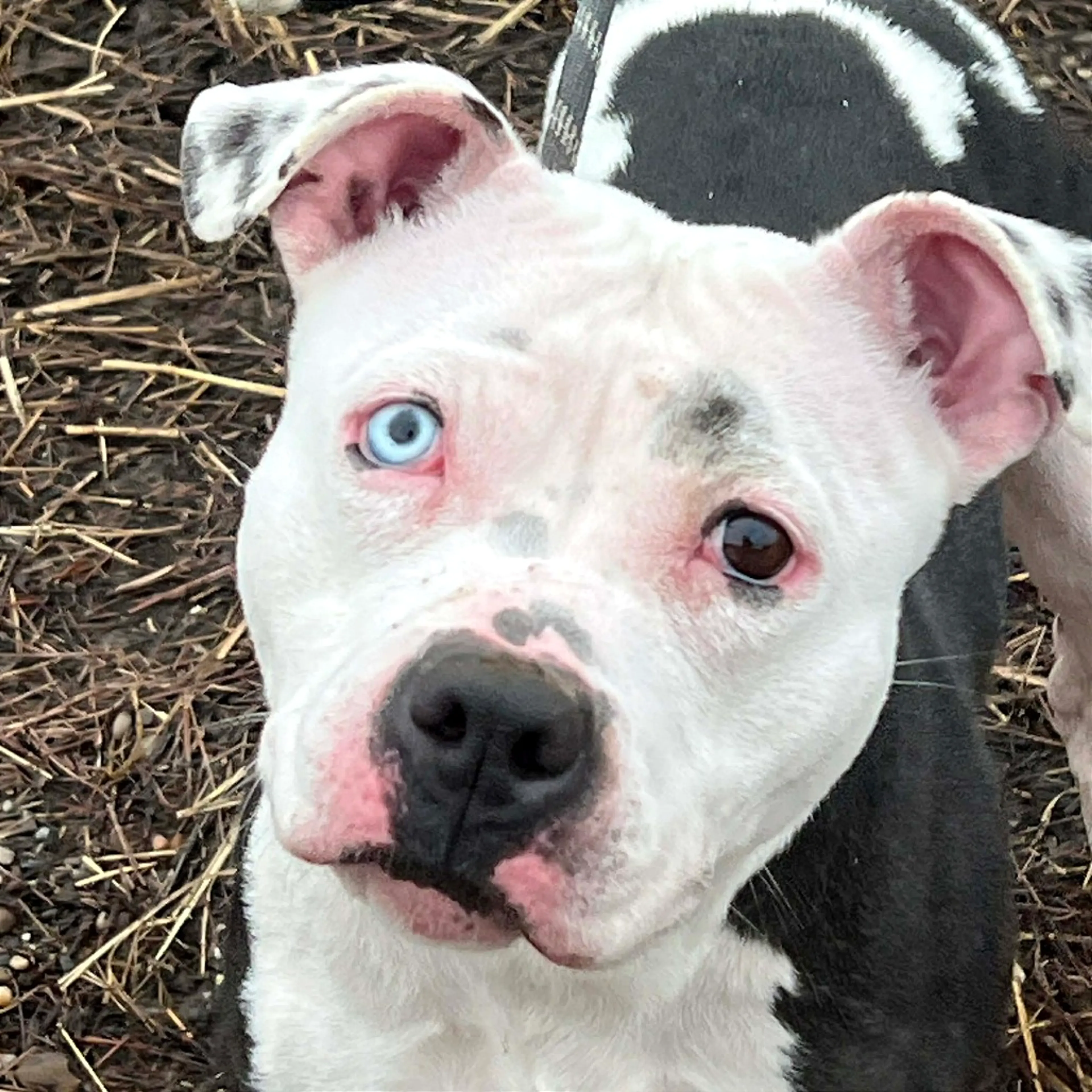 Found pet-7