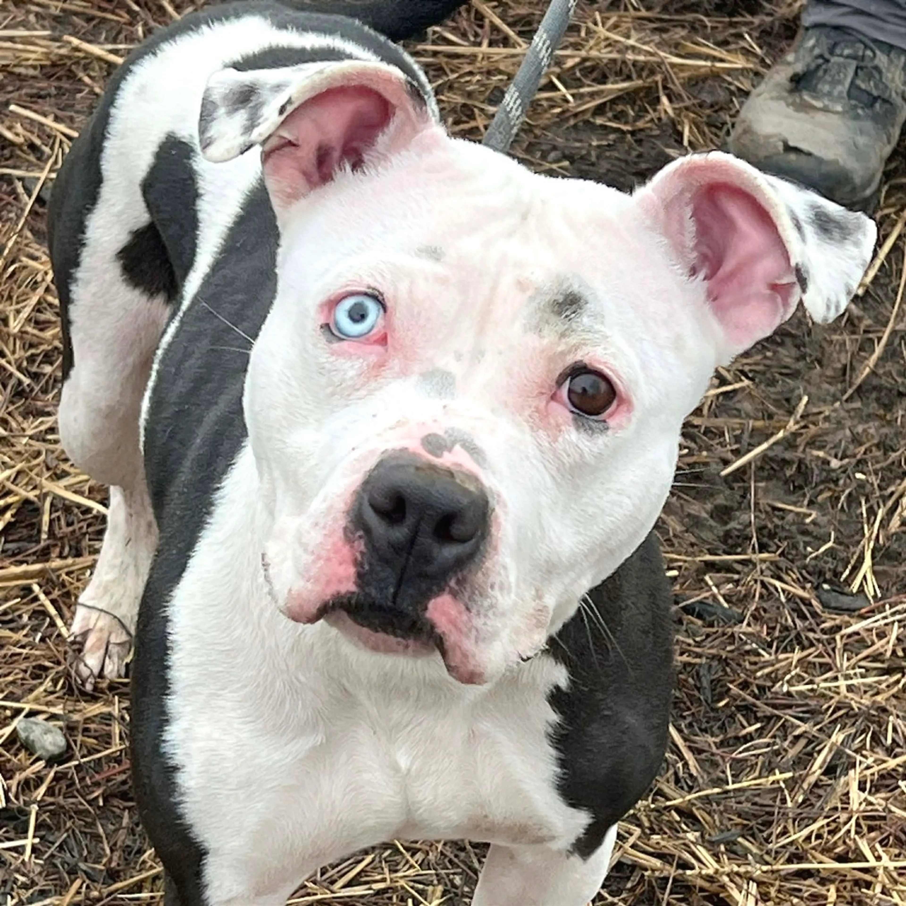 Found pet-3