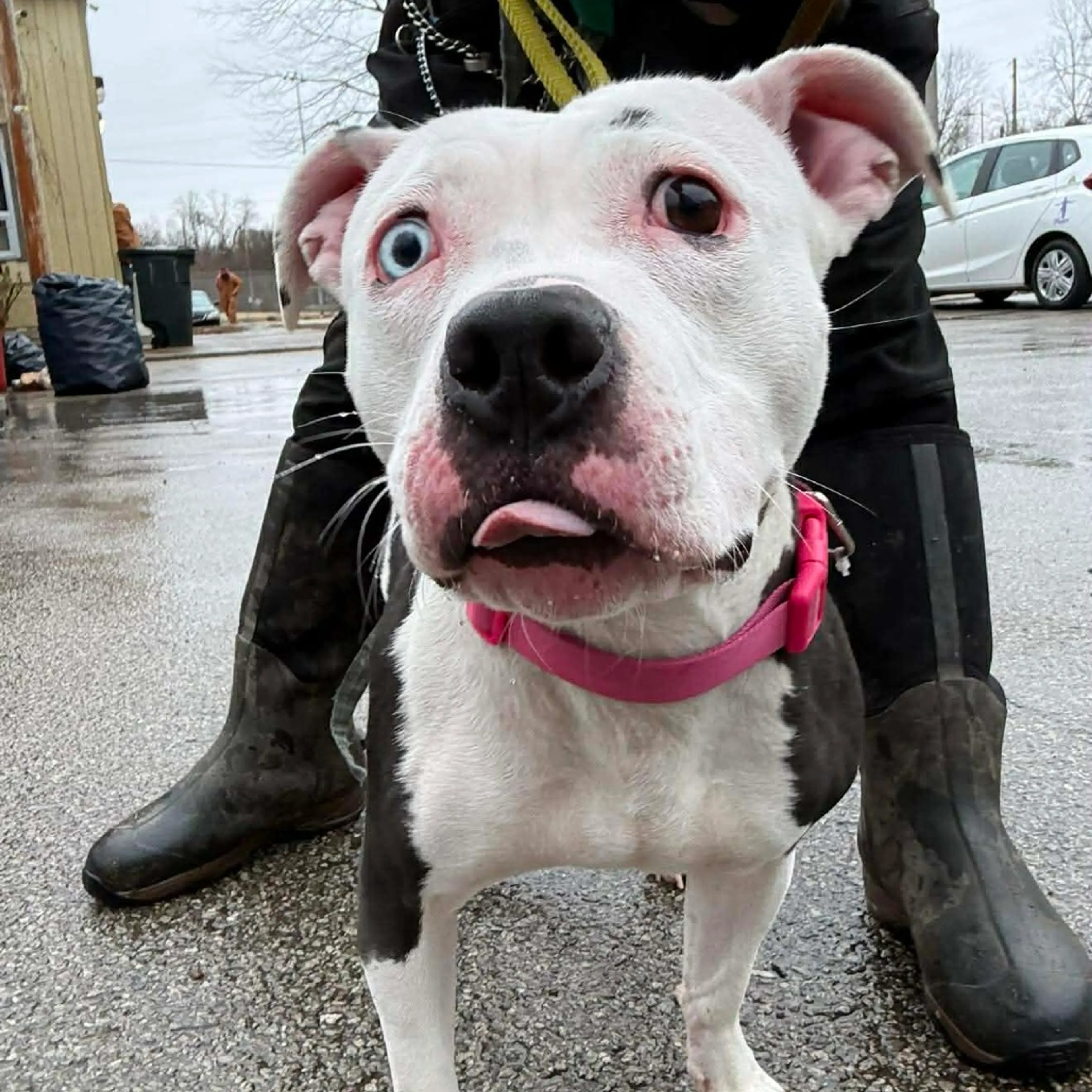 Found pet-1