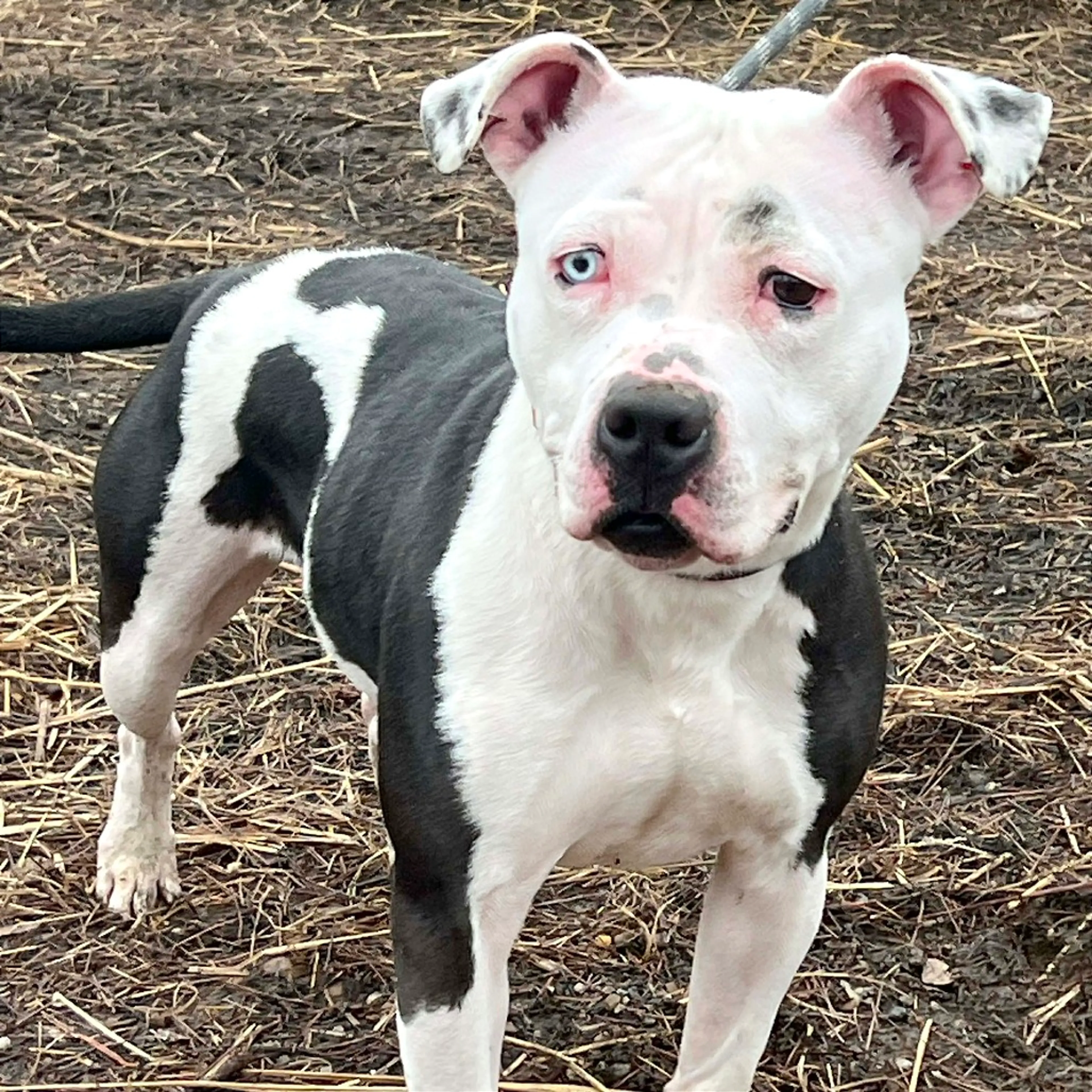 Found pet-5