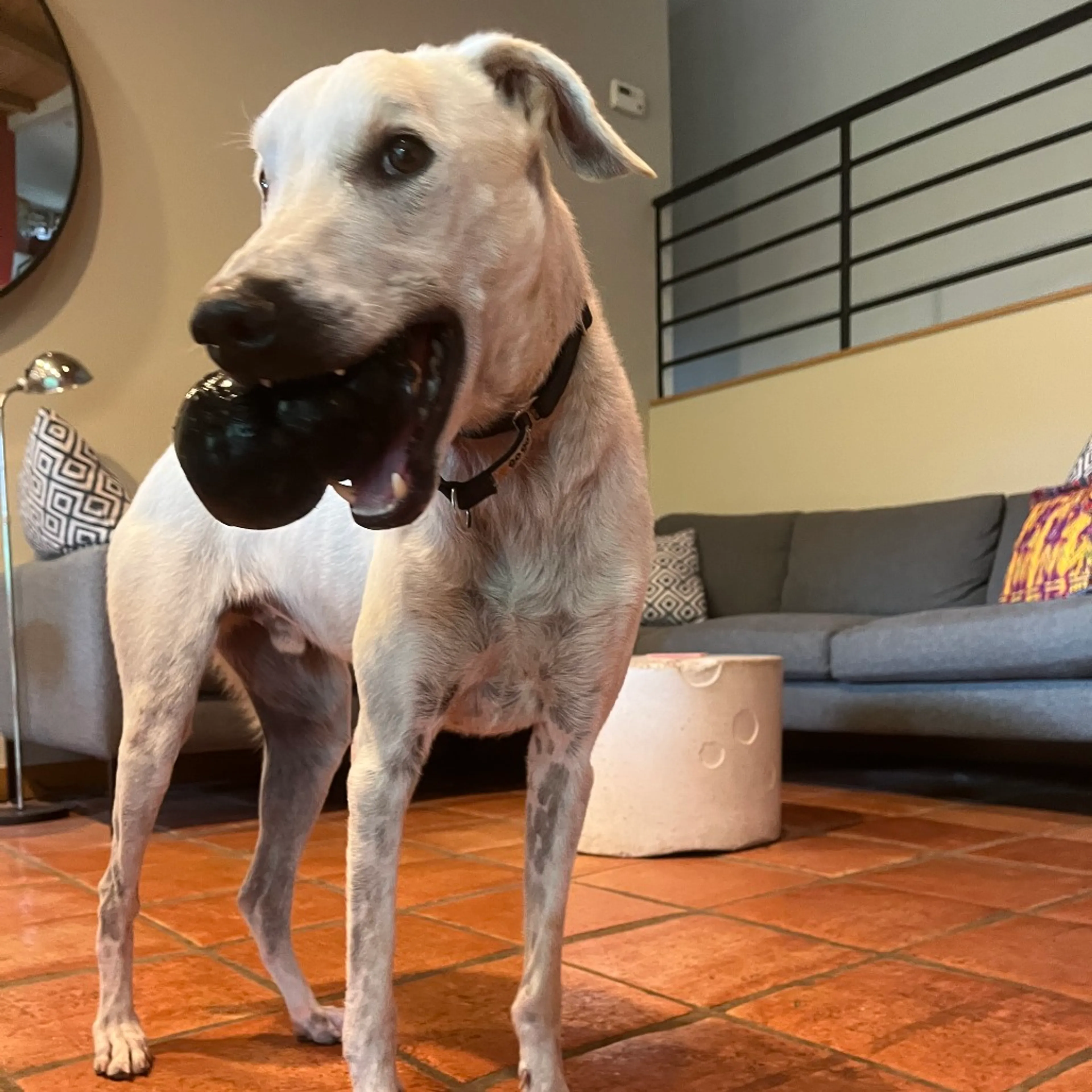 Found pet-7