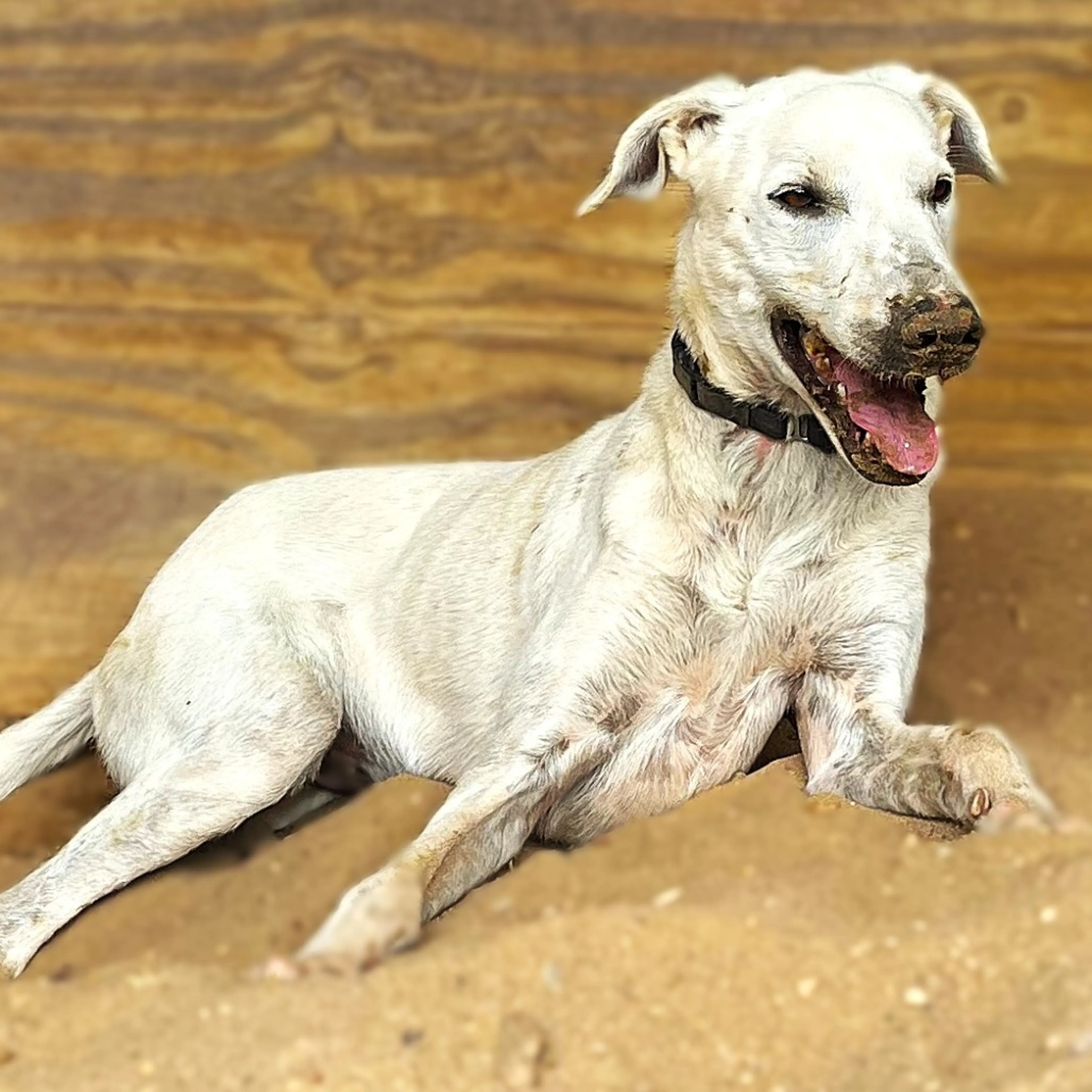 Found pet-5