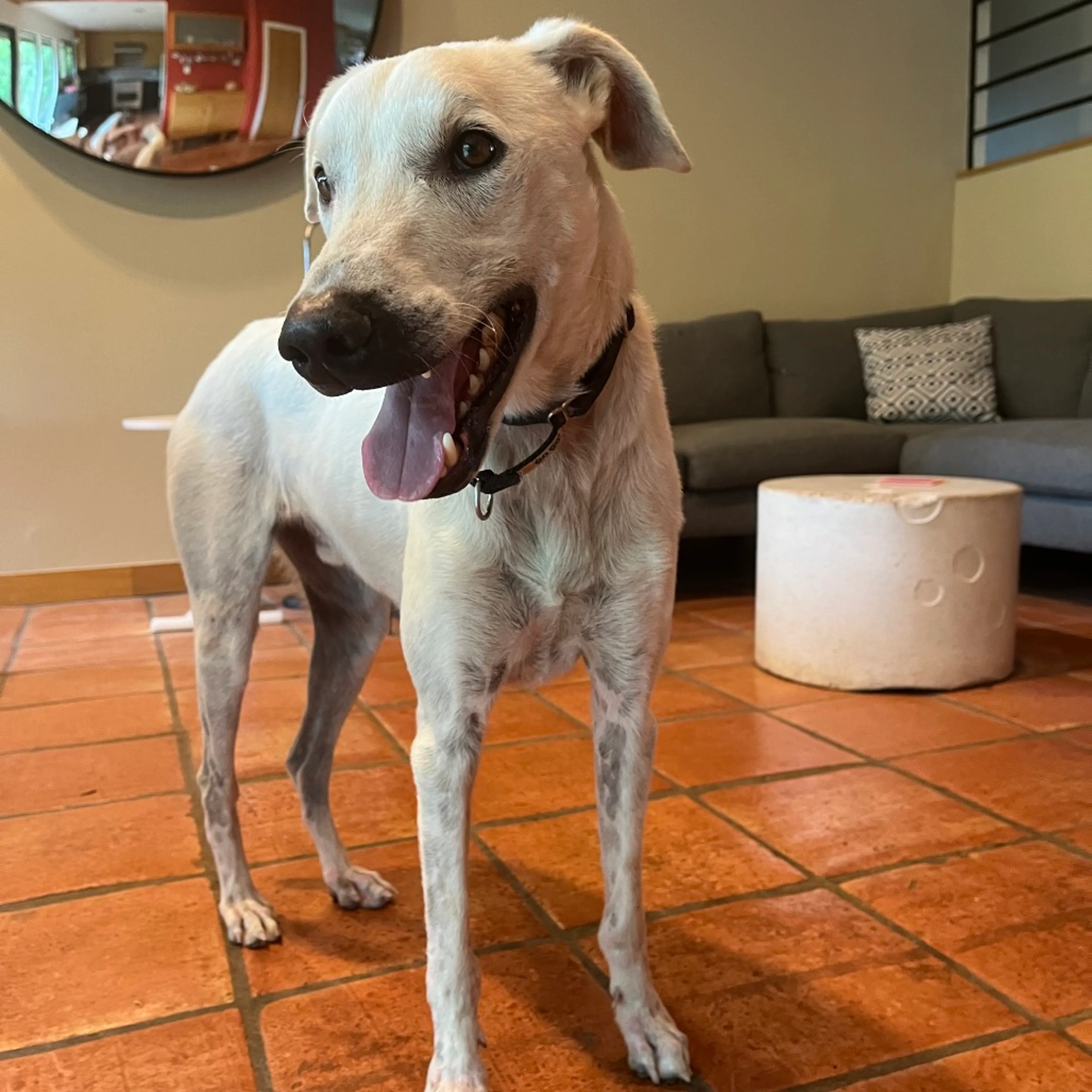 Found pet-8