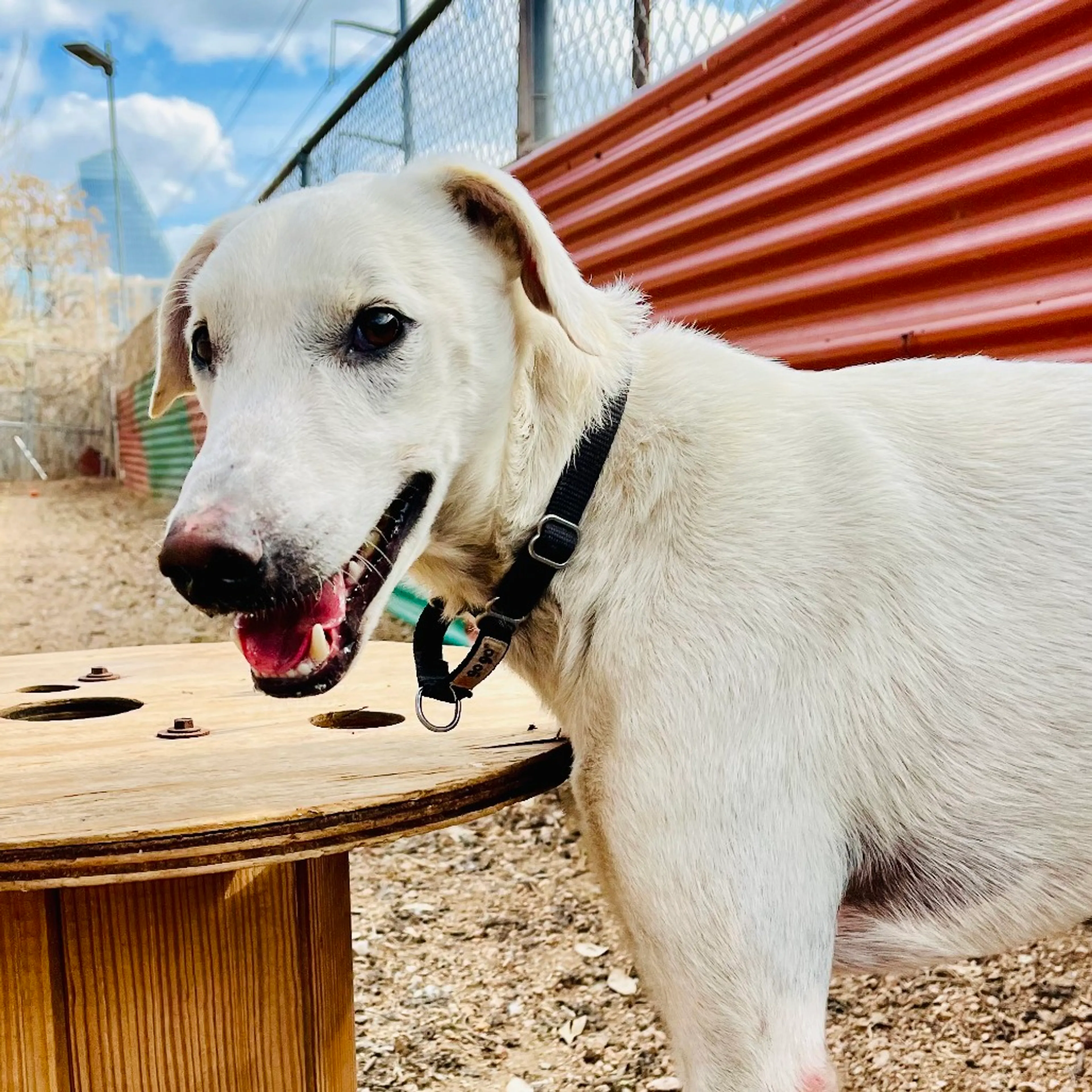 Found pet-1