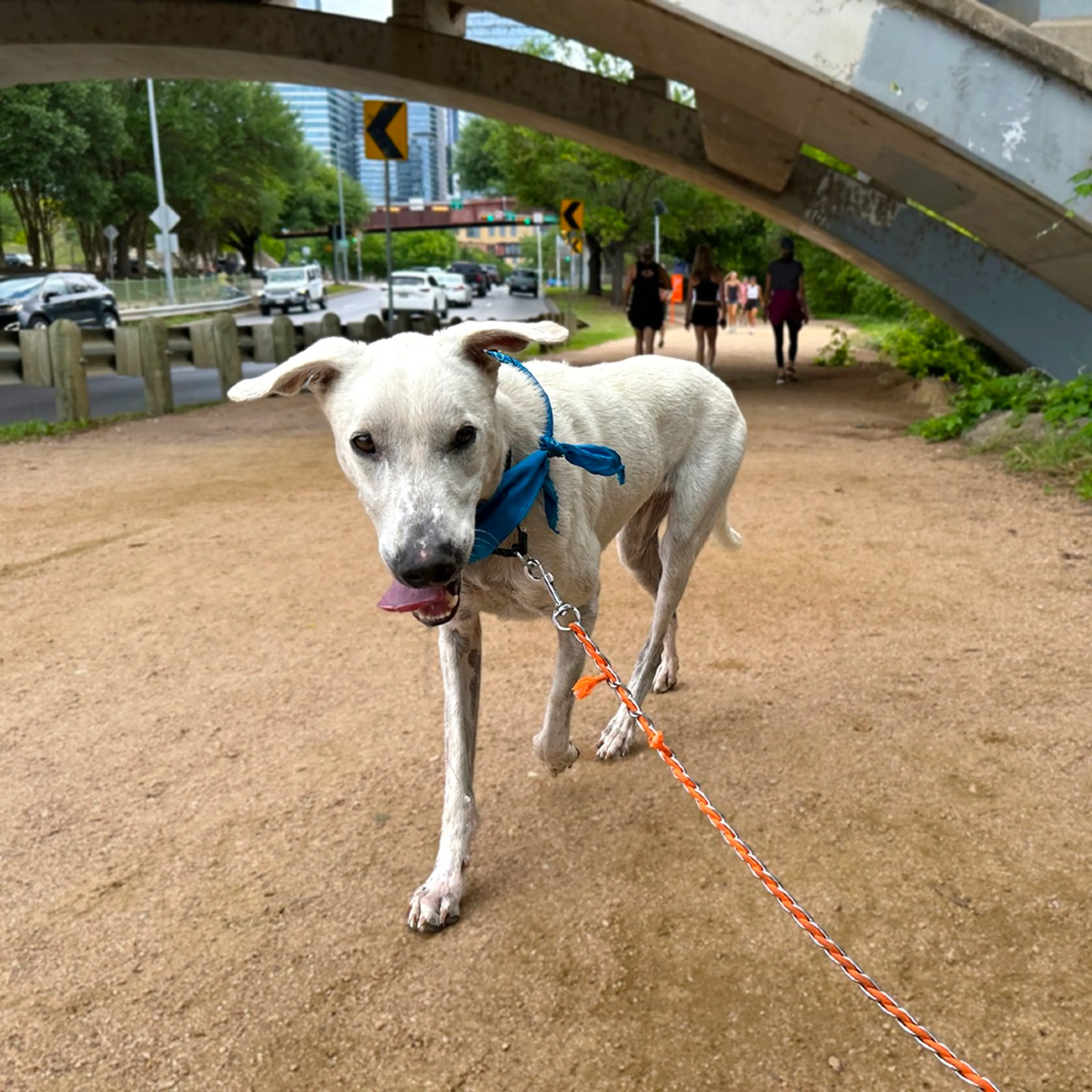 Found pet-9