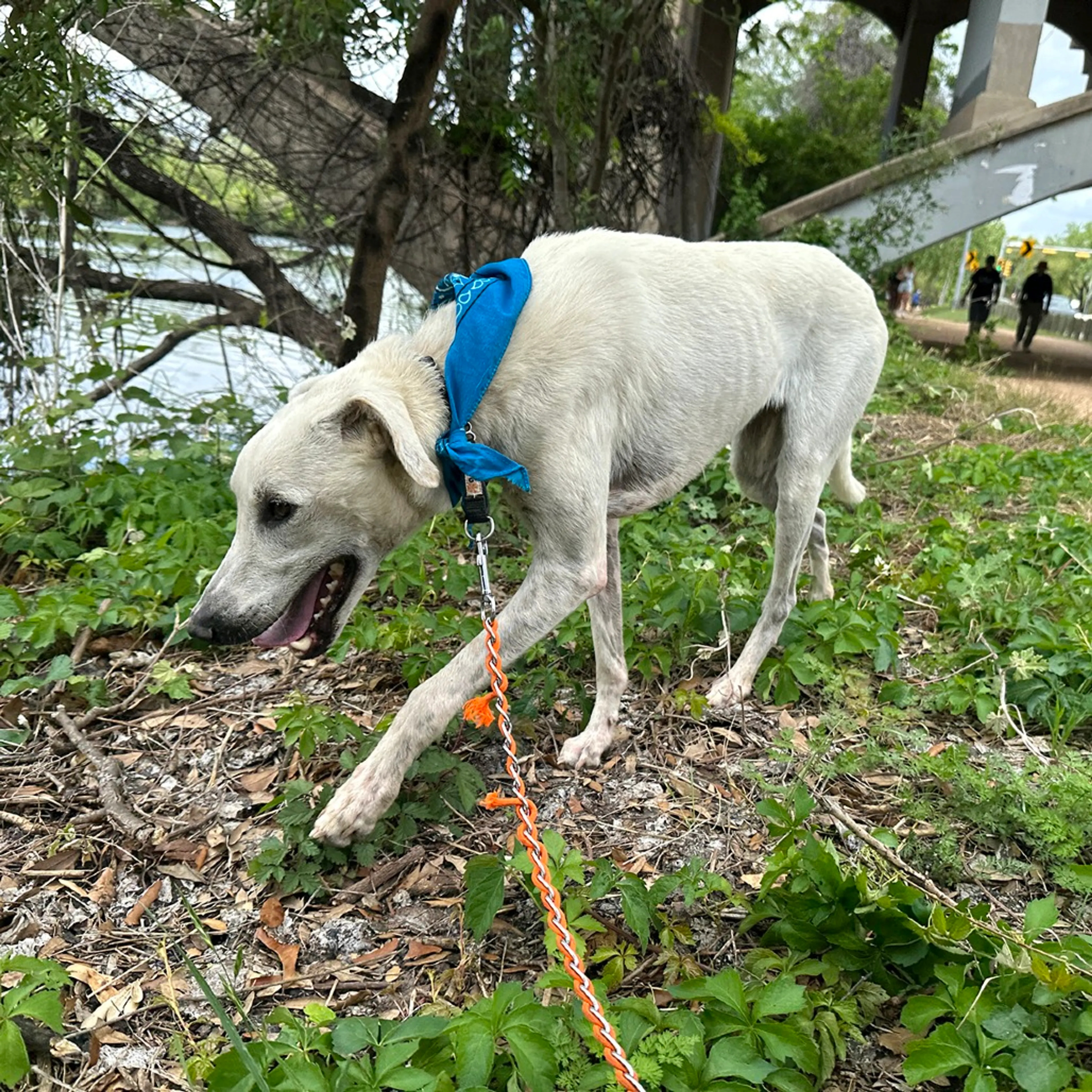 Found pet-12