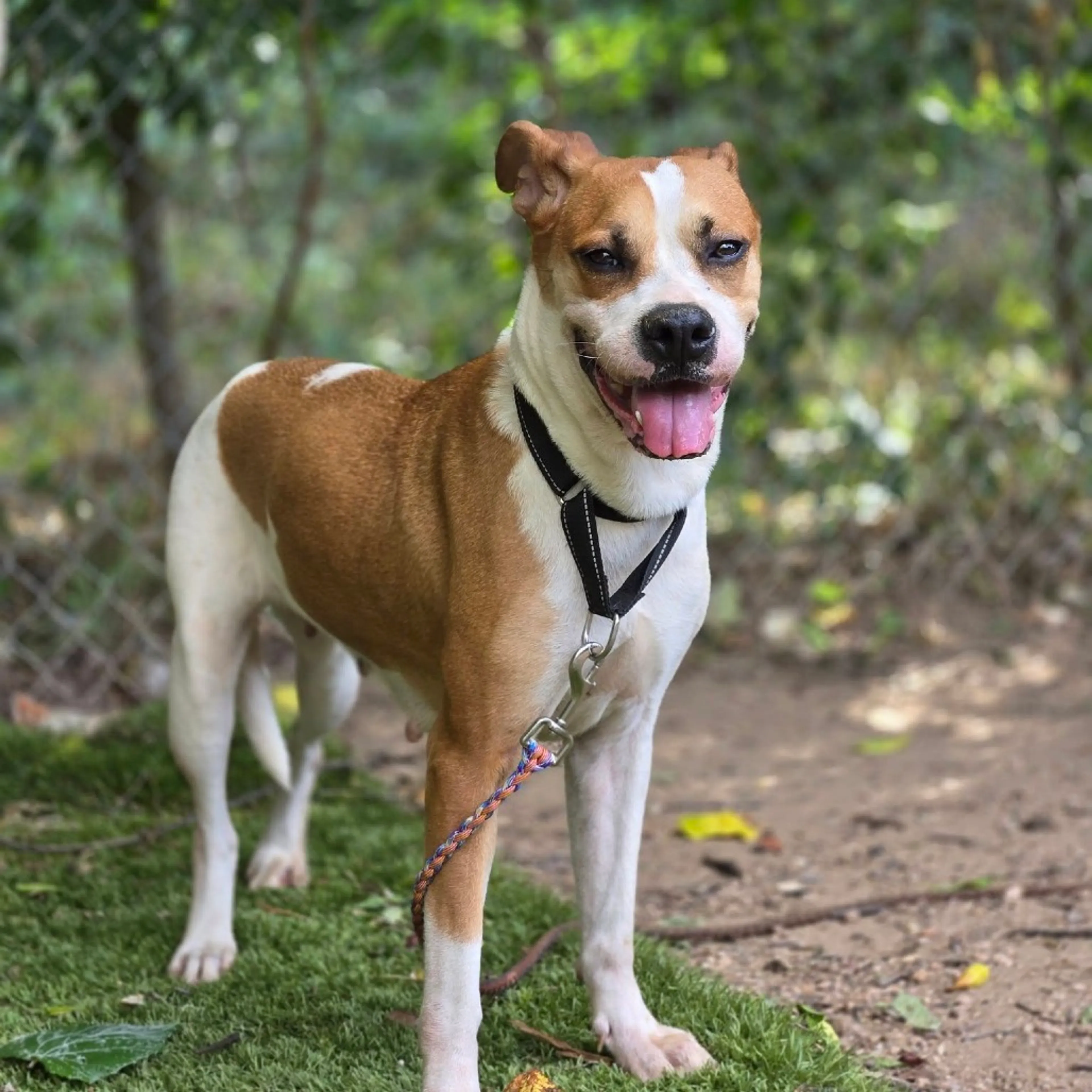 Found pet-4
