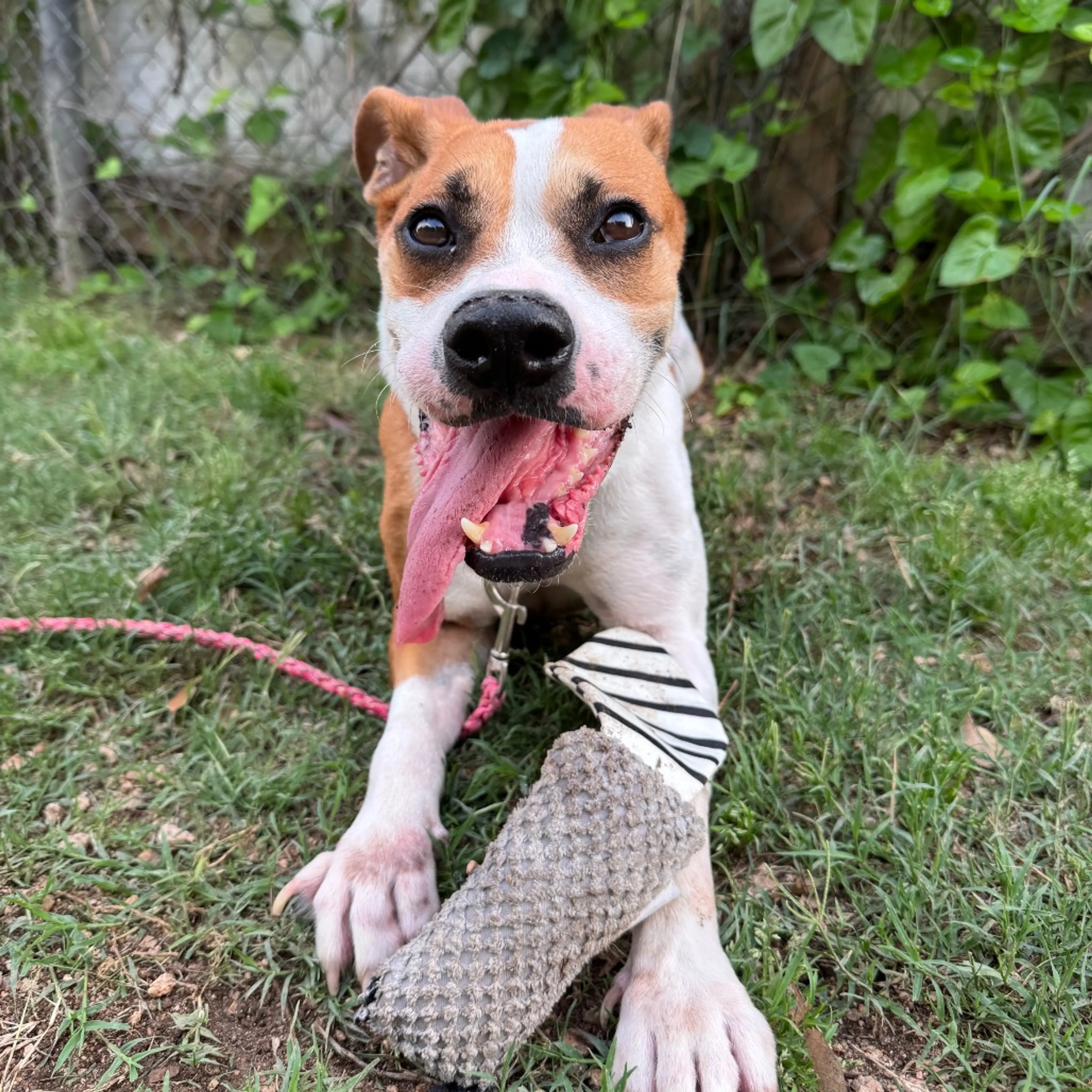 Found pet-18