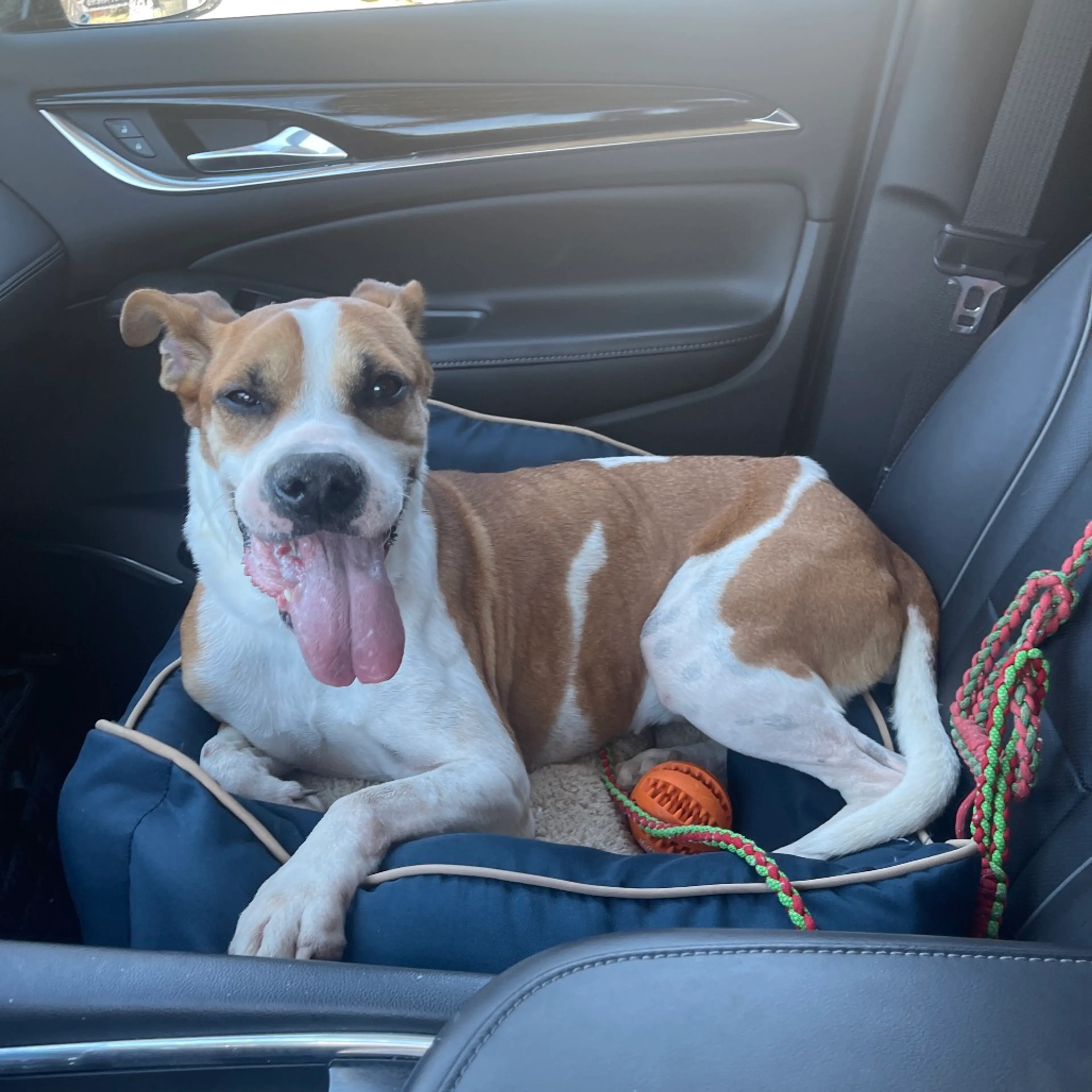 Found pet-9