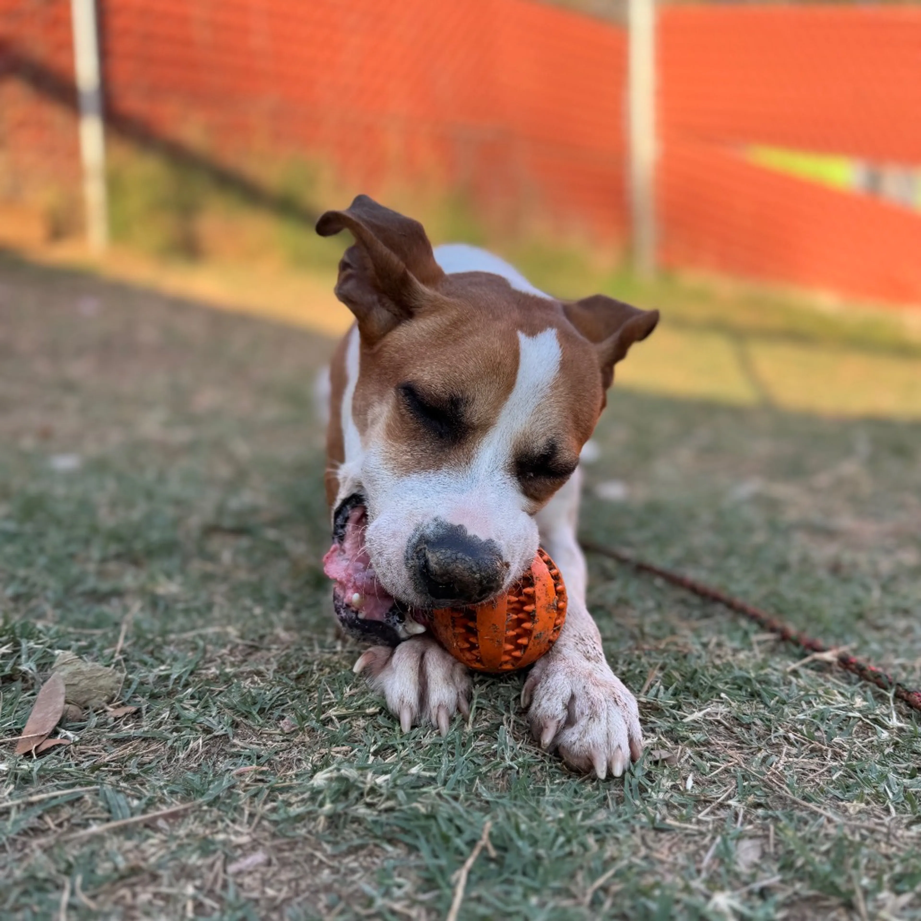Found pet-11