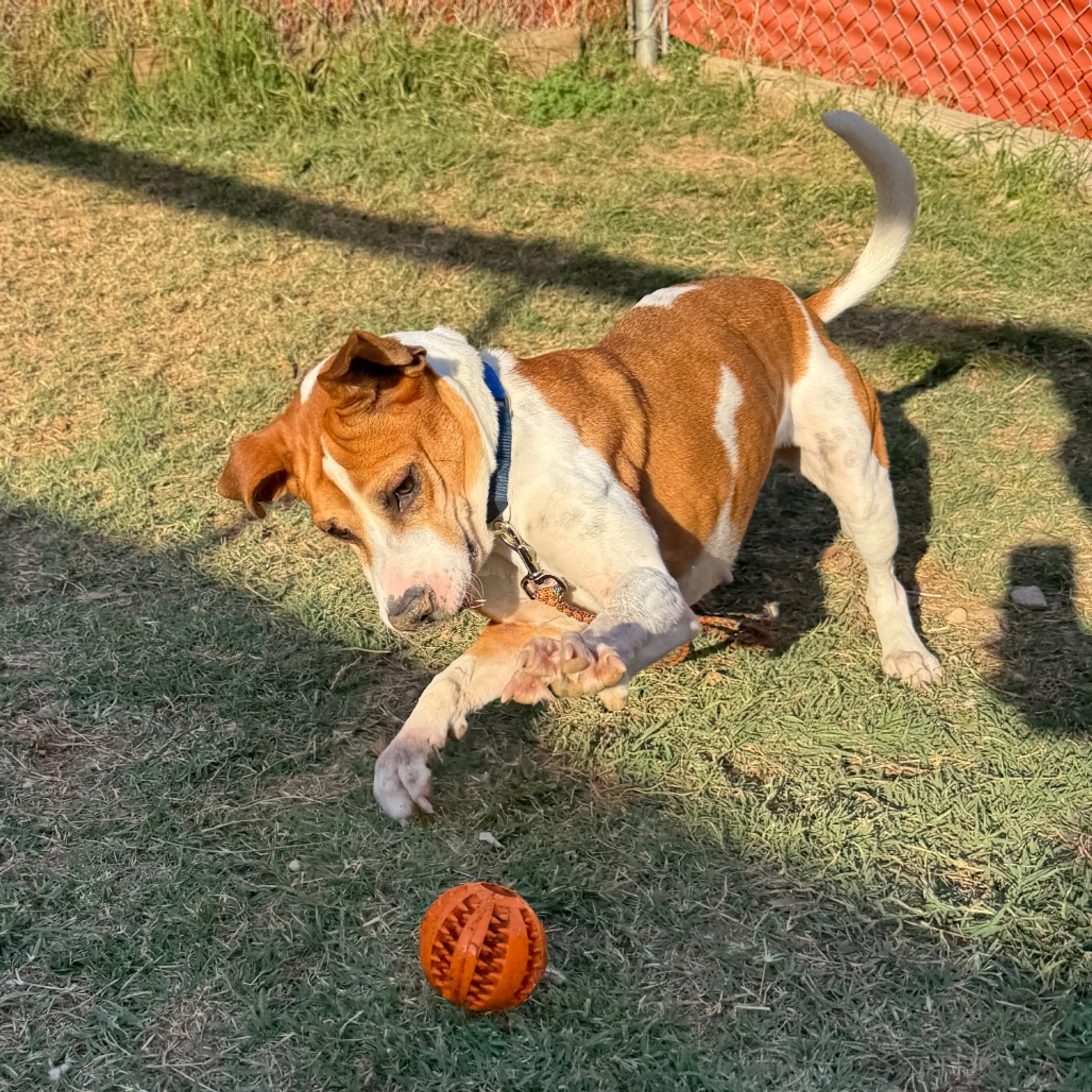 Found pet-16