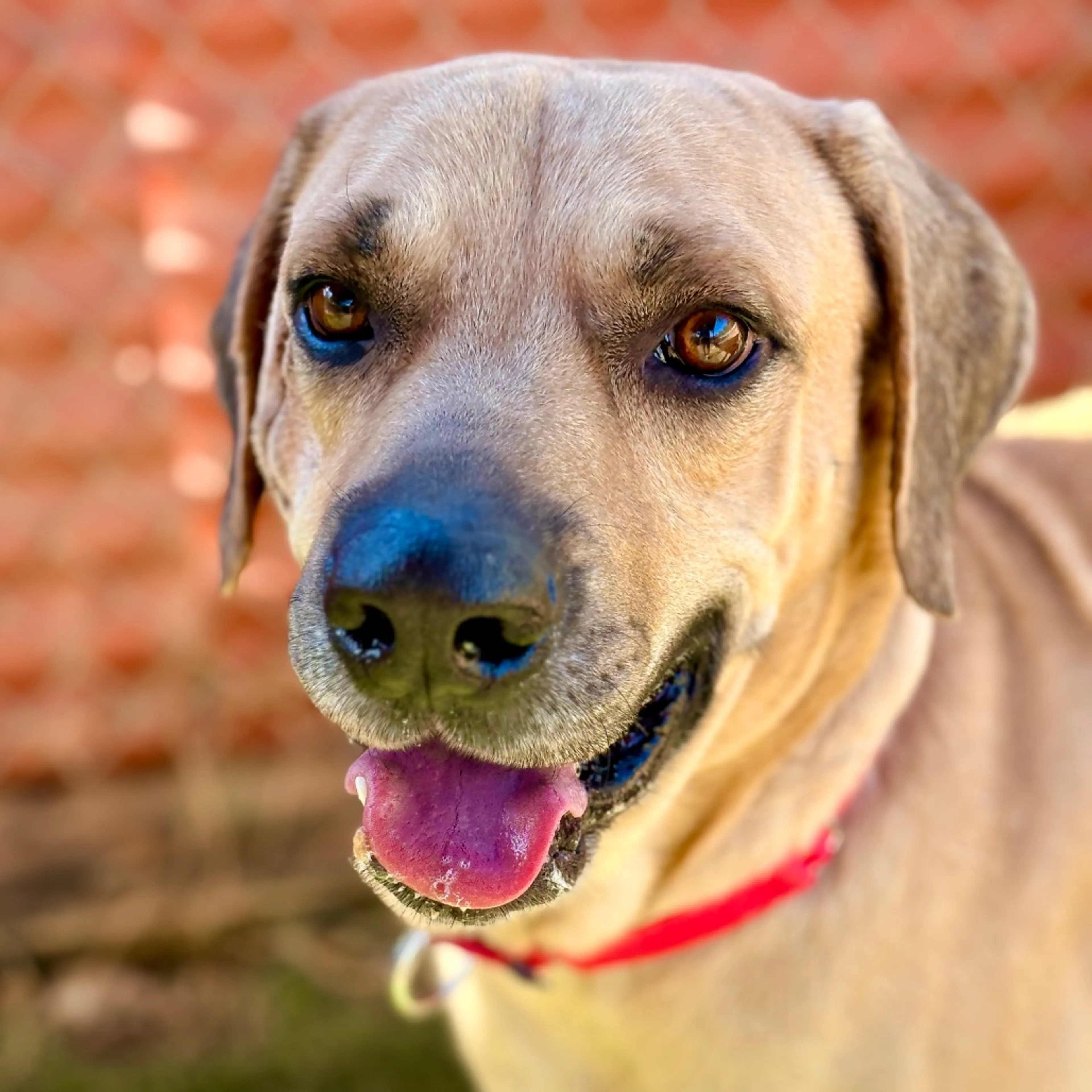 Found pet-2