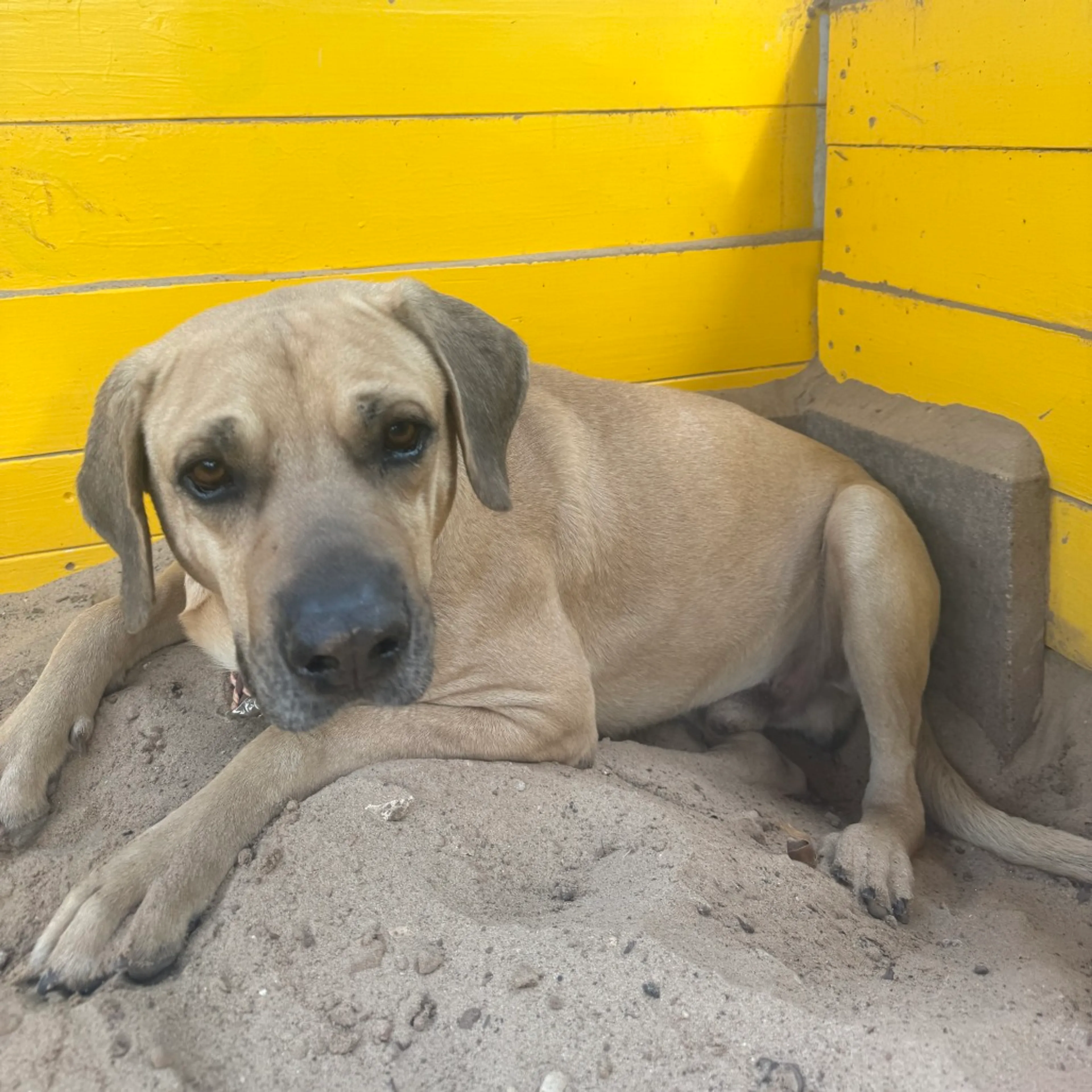 Found pet-1
