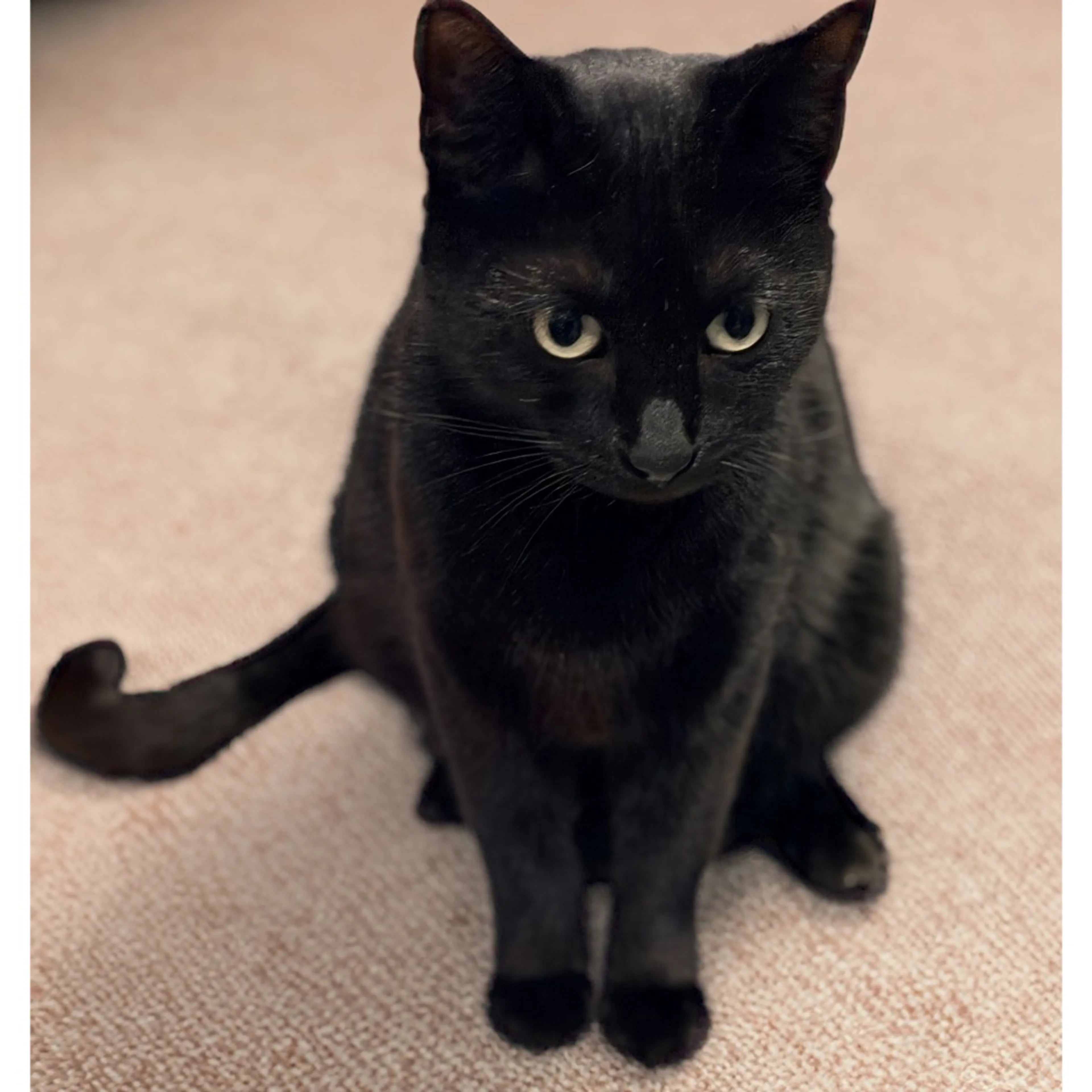 Found pet-6