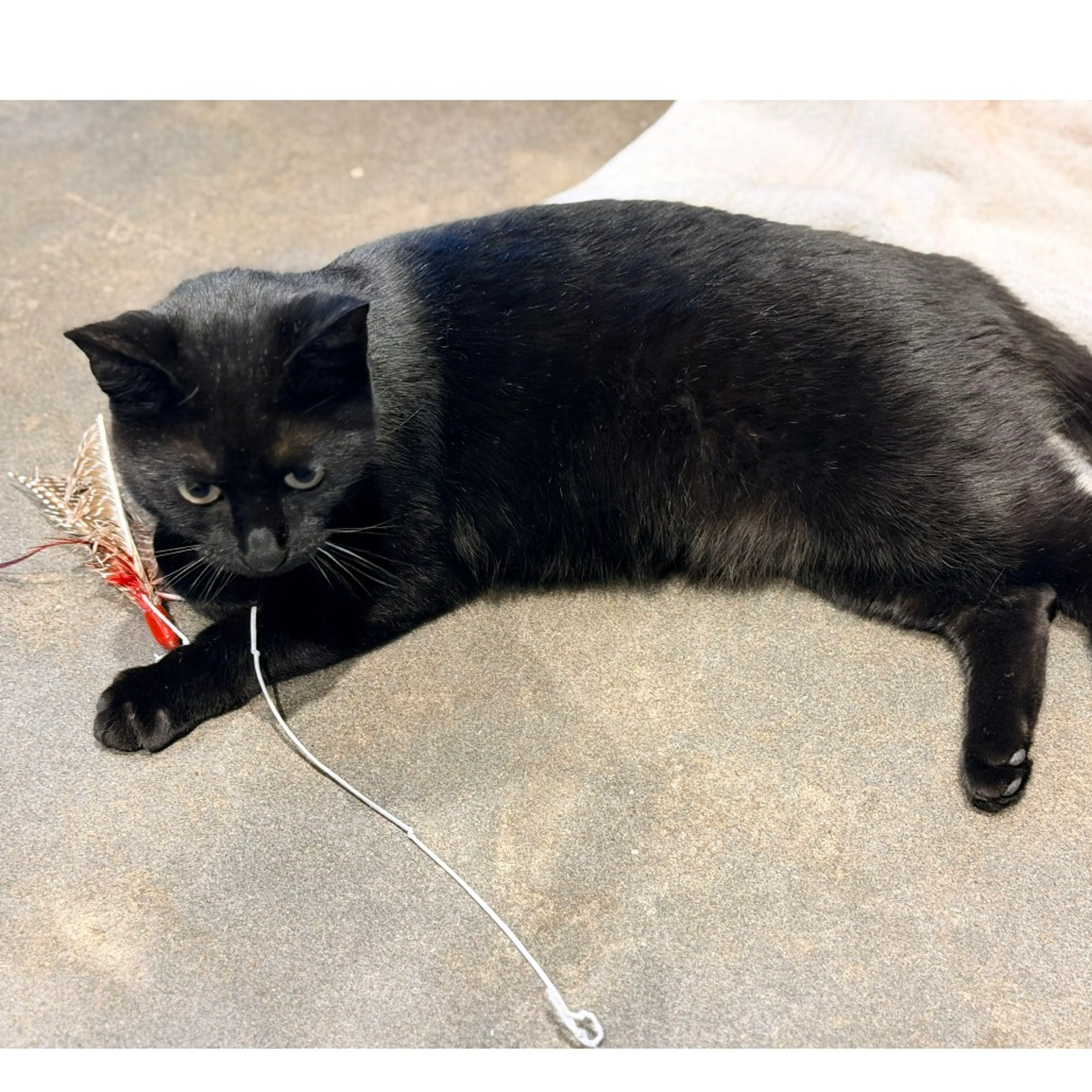 Found pet-4