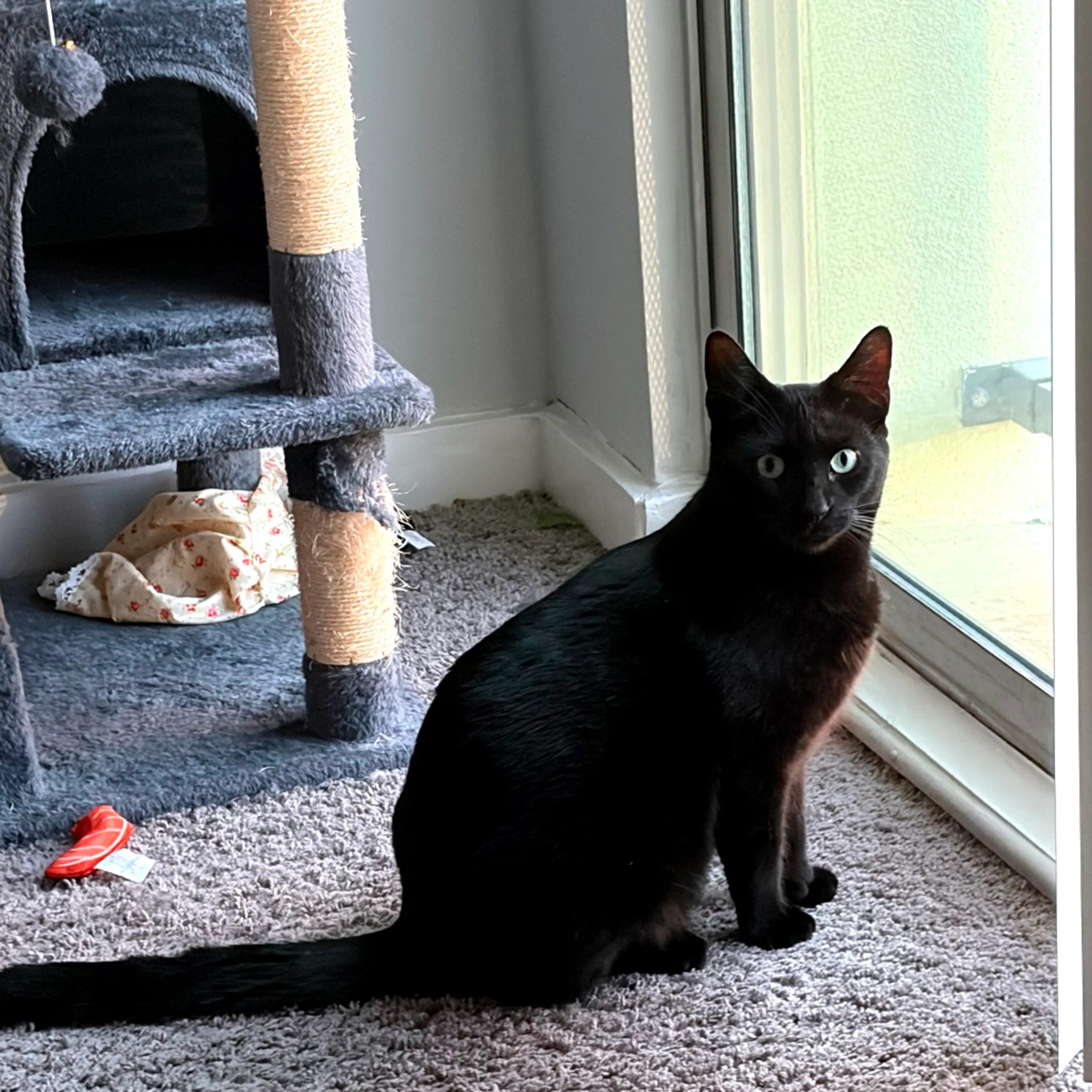 Found pet-9