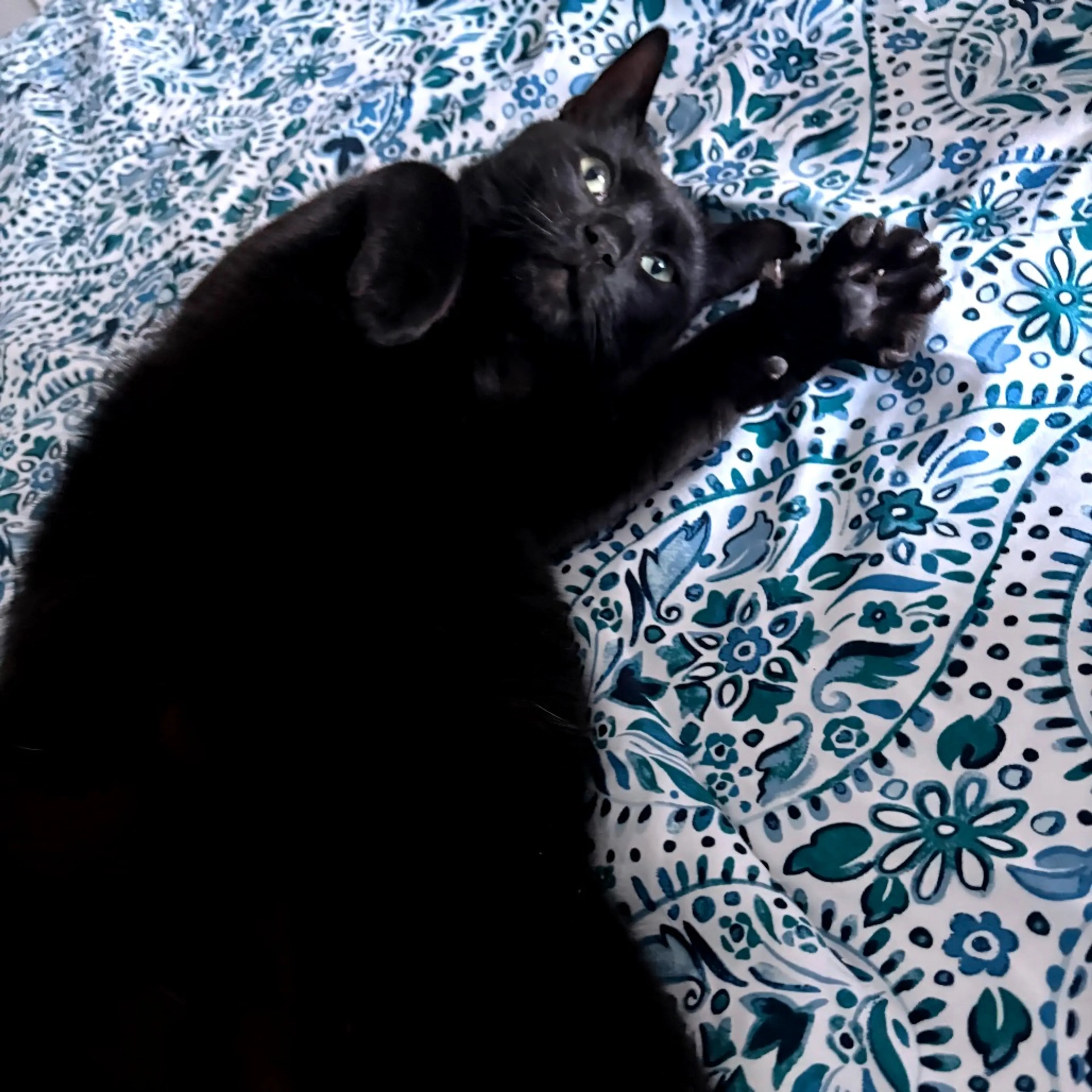 Found pet-7