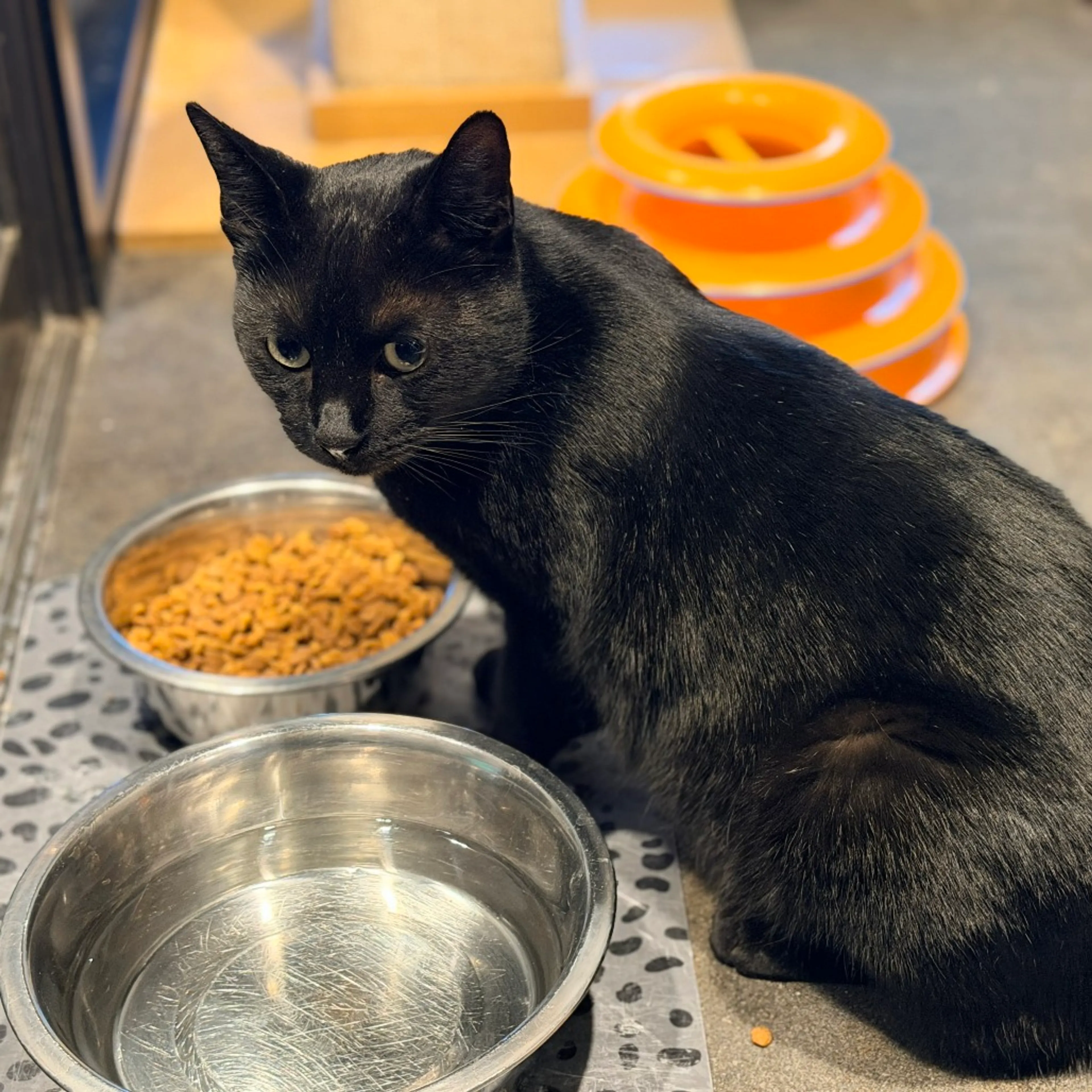 Found pet-5