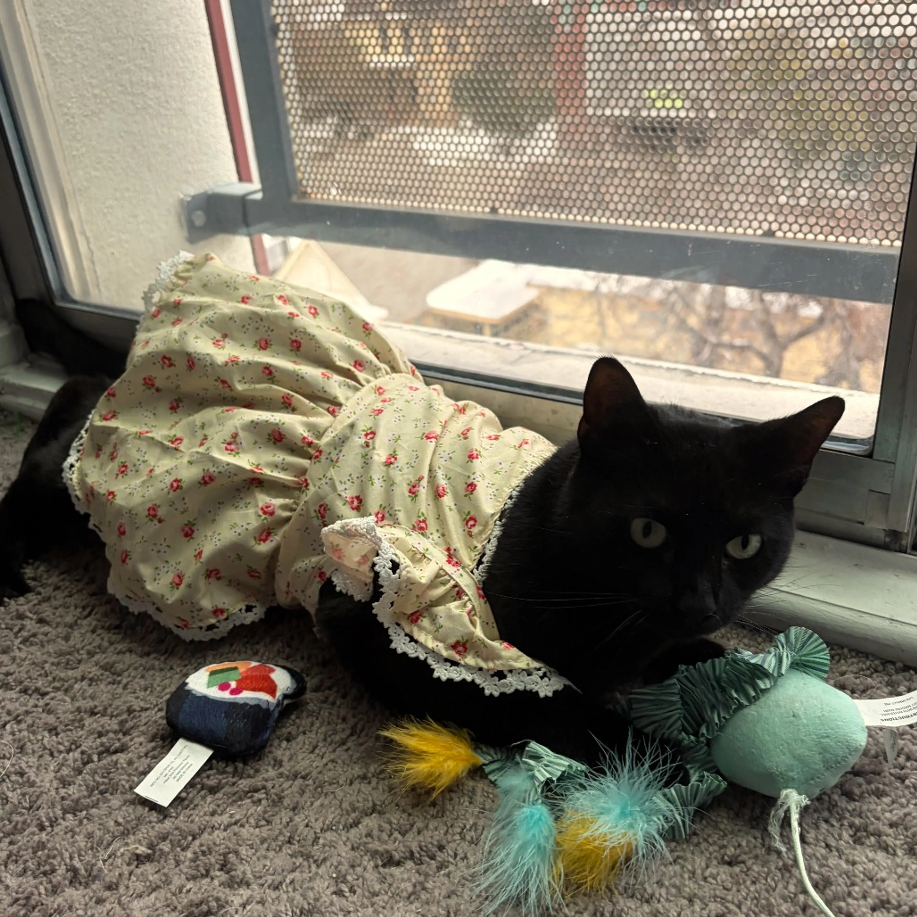 Found pet-8