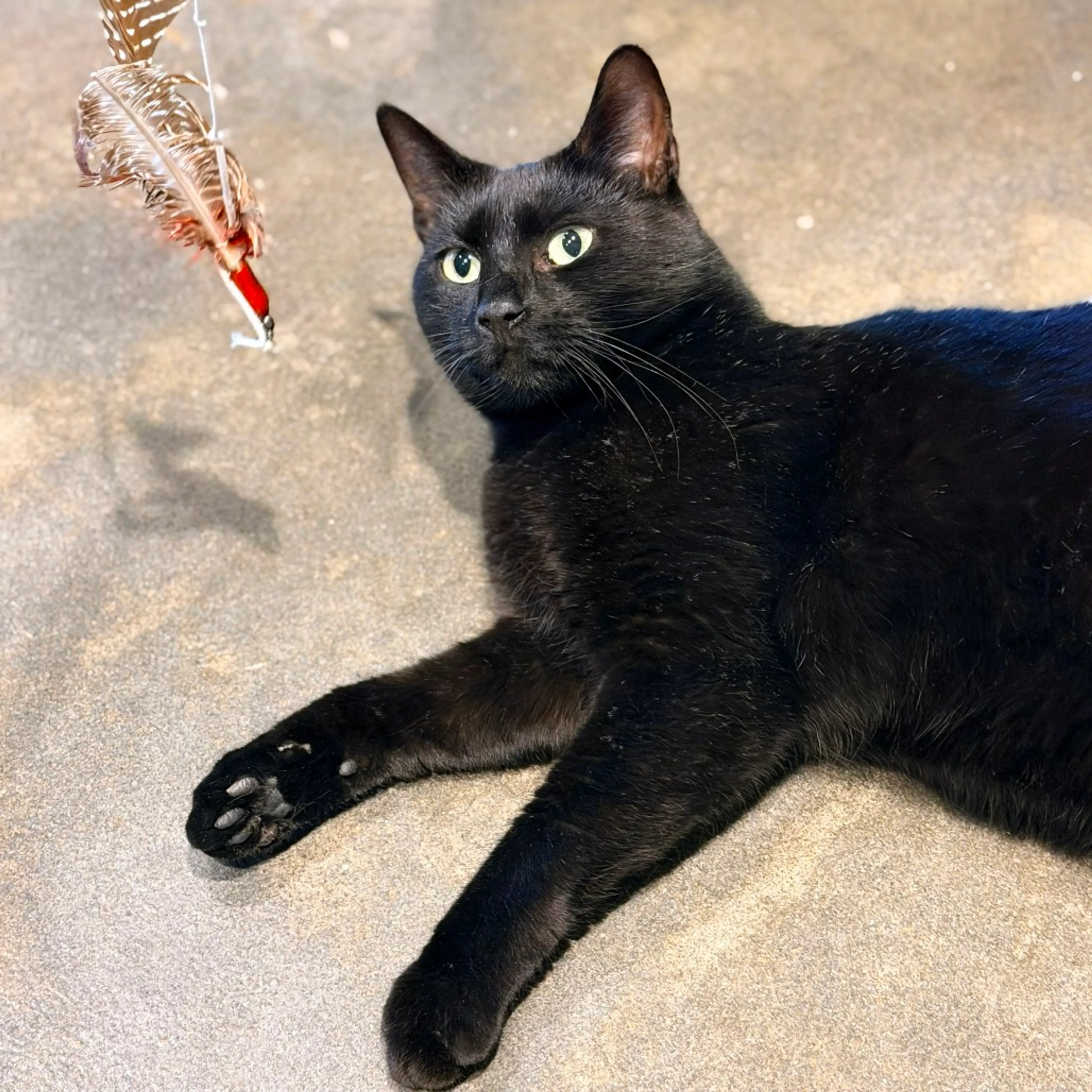 Found pet-3