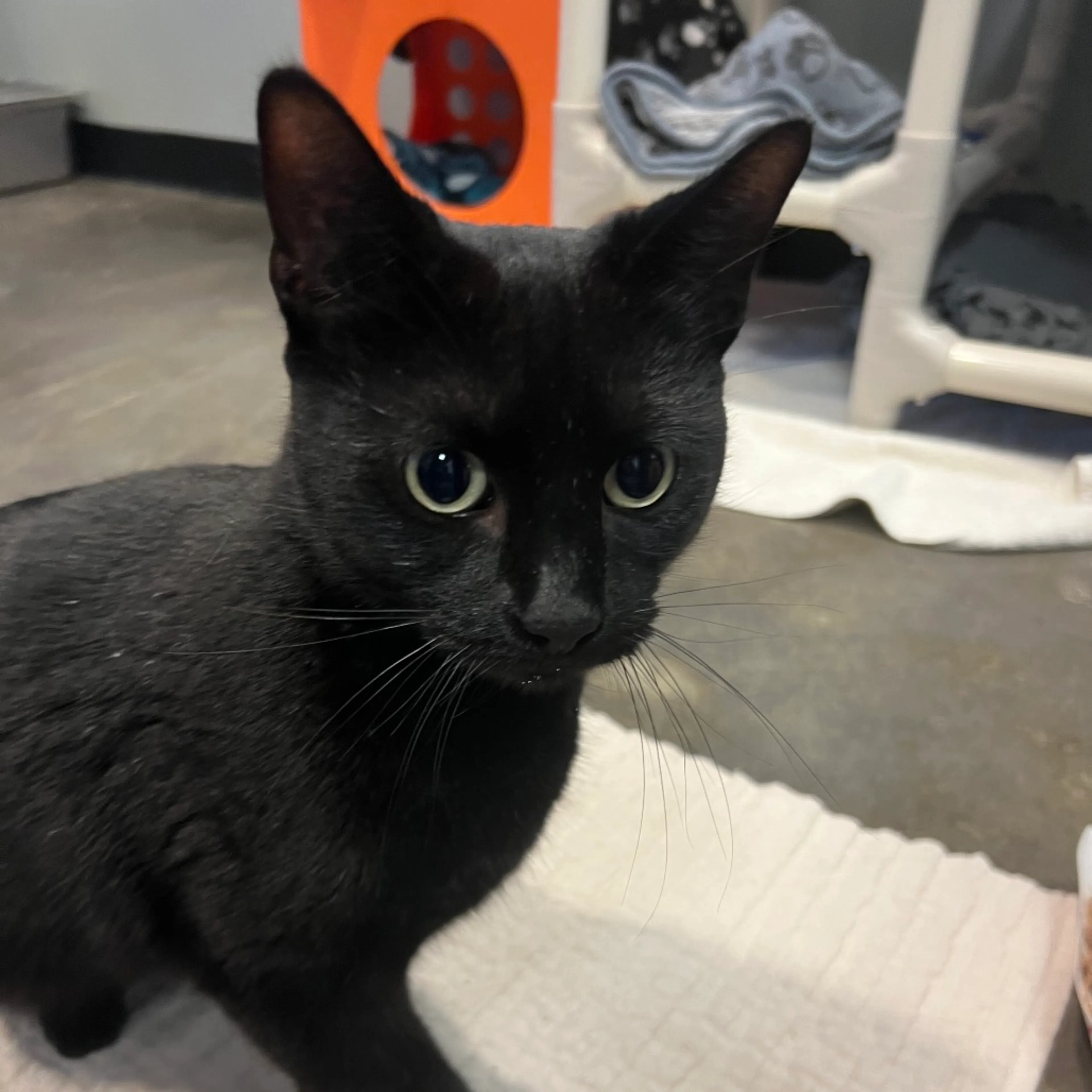 Found pet-1