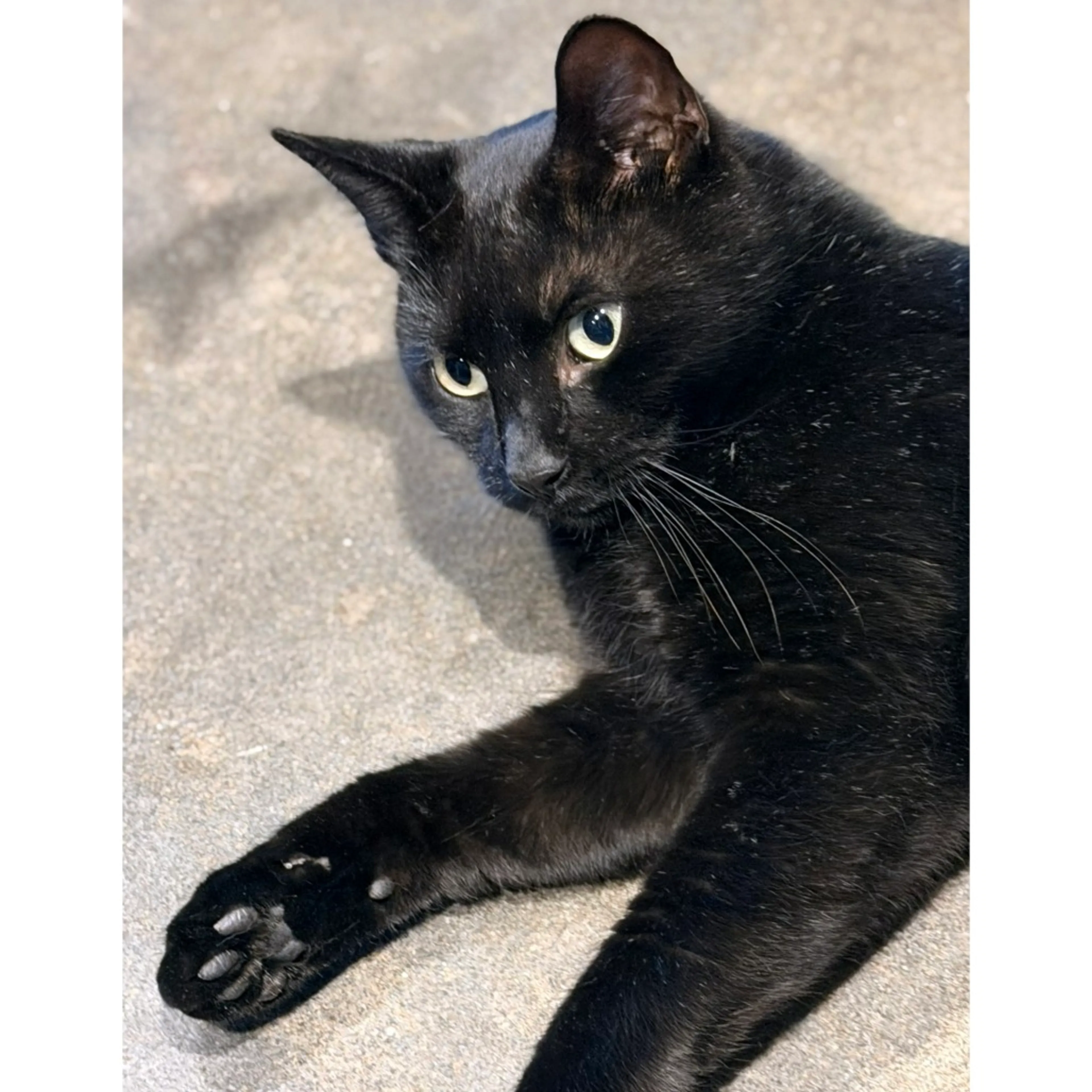 Found pet-2
