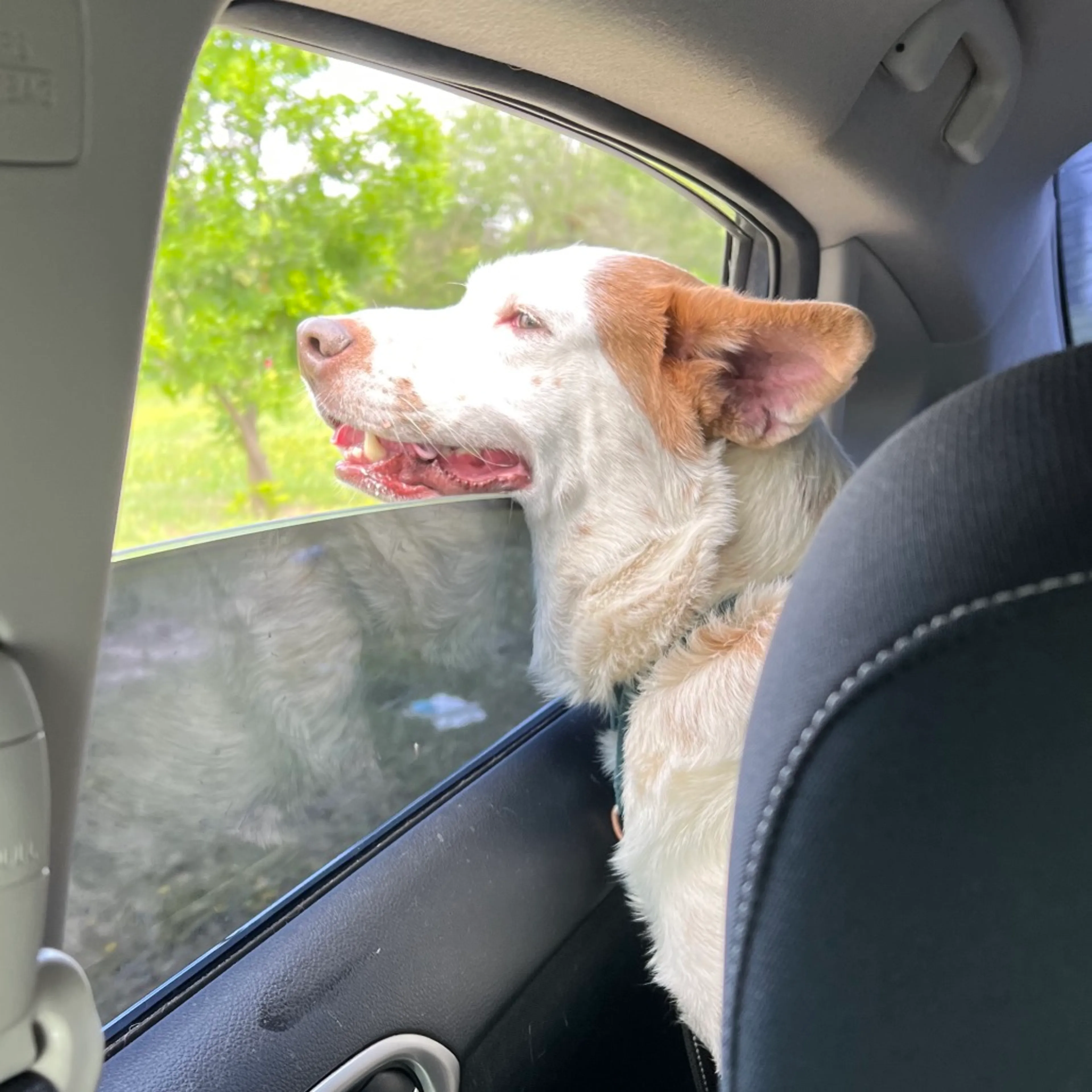 Found pet-26