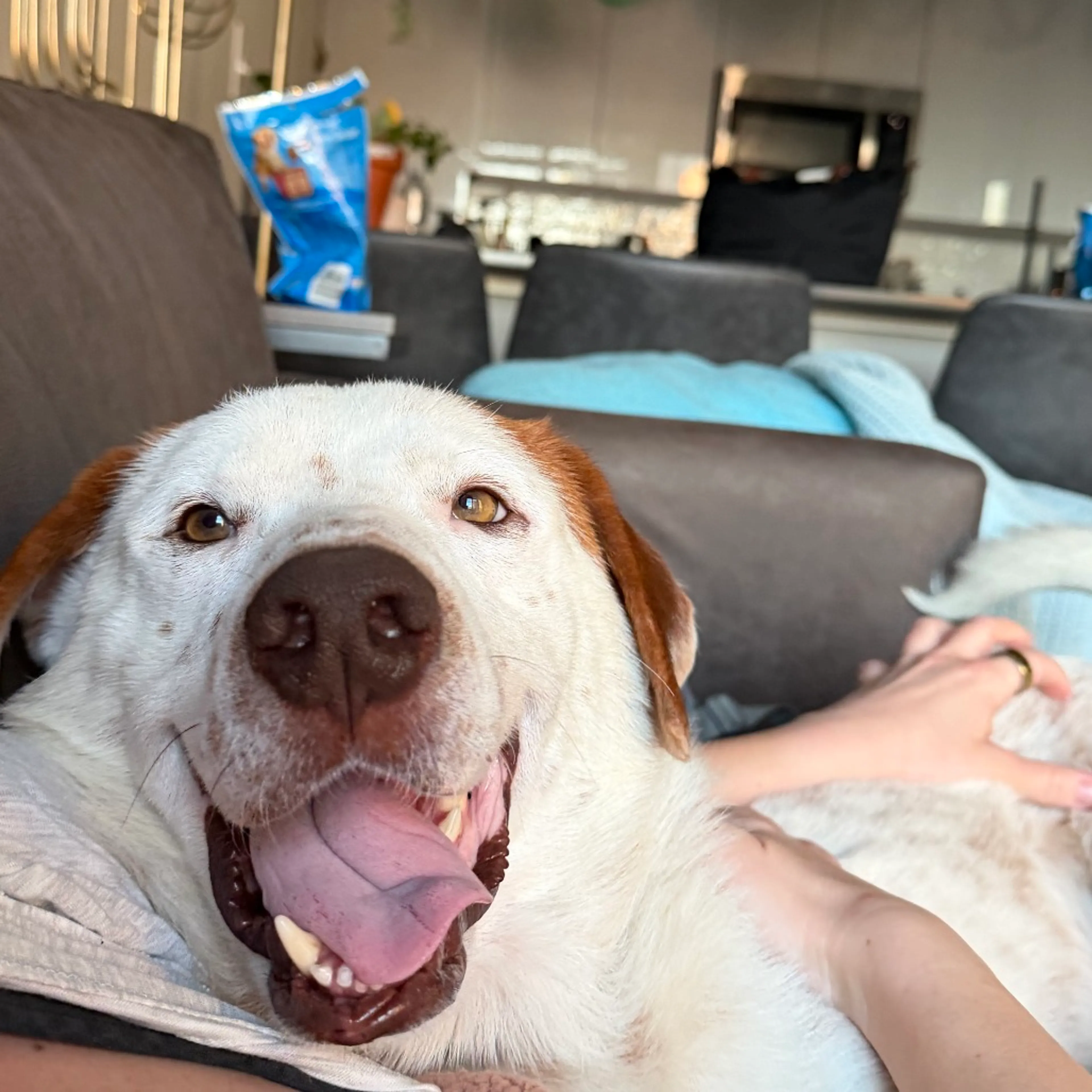 Found pet-6