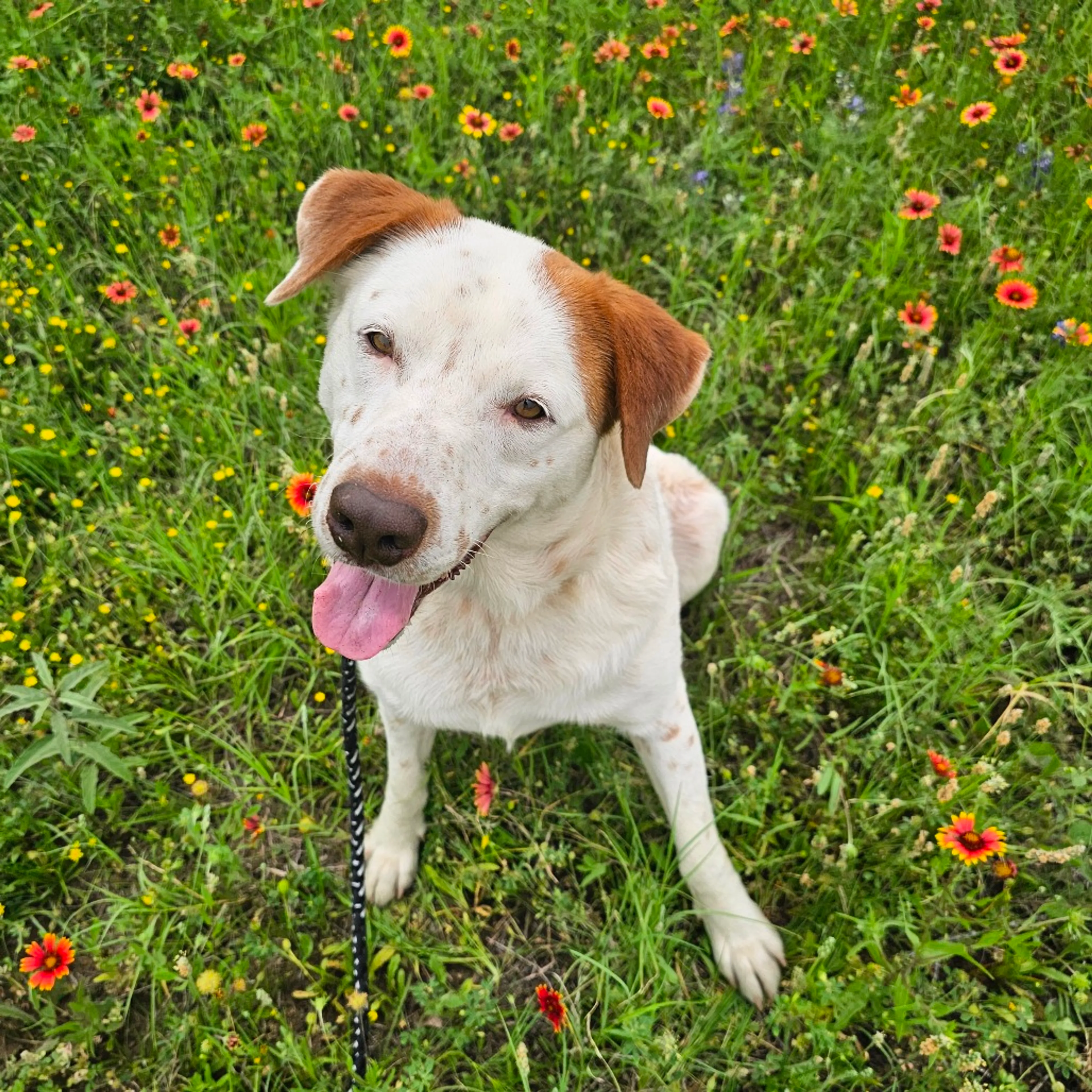 Found pet-20