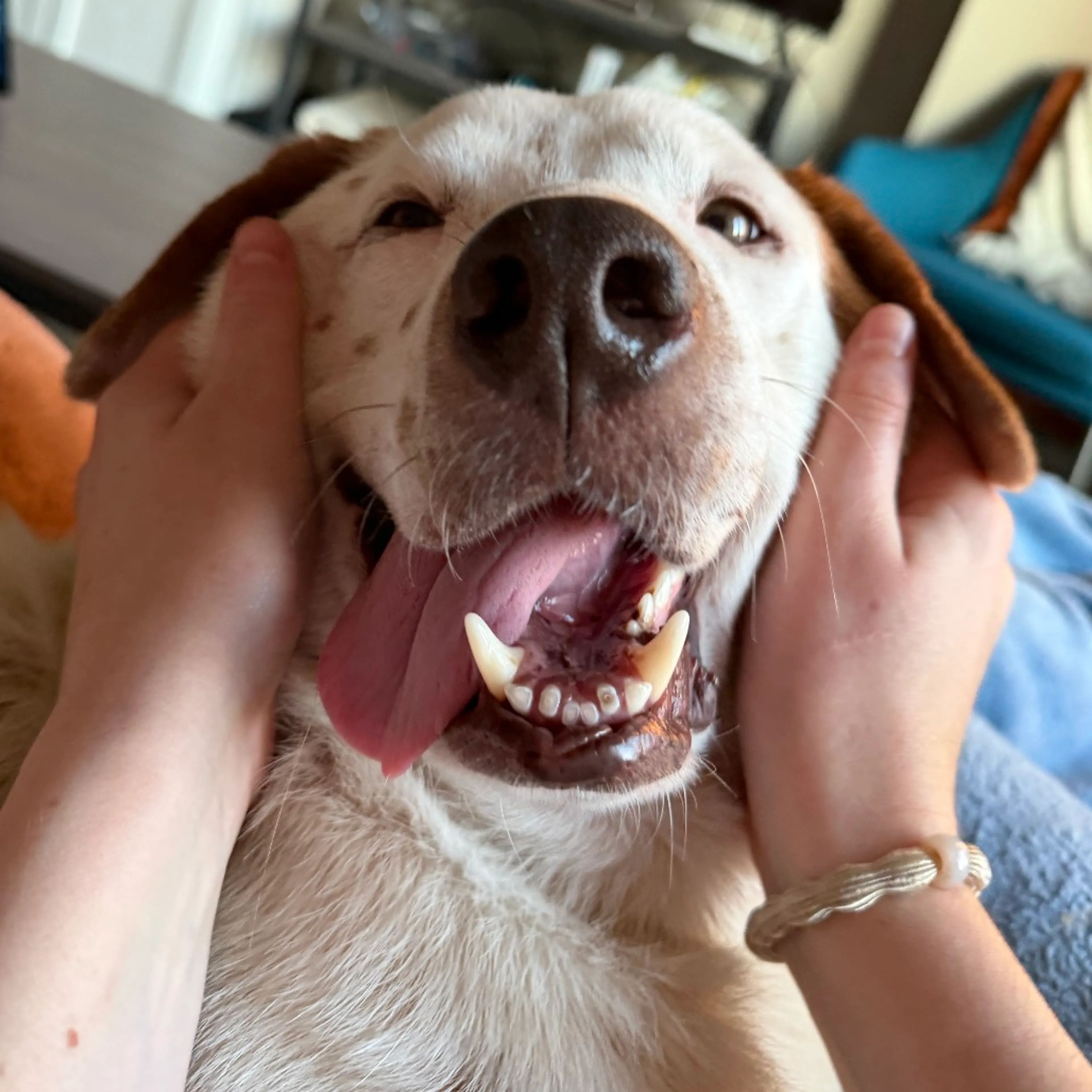 Found pet-8