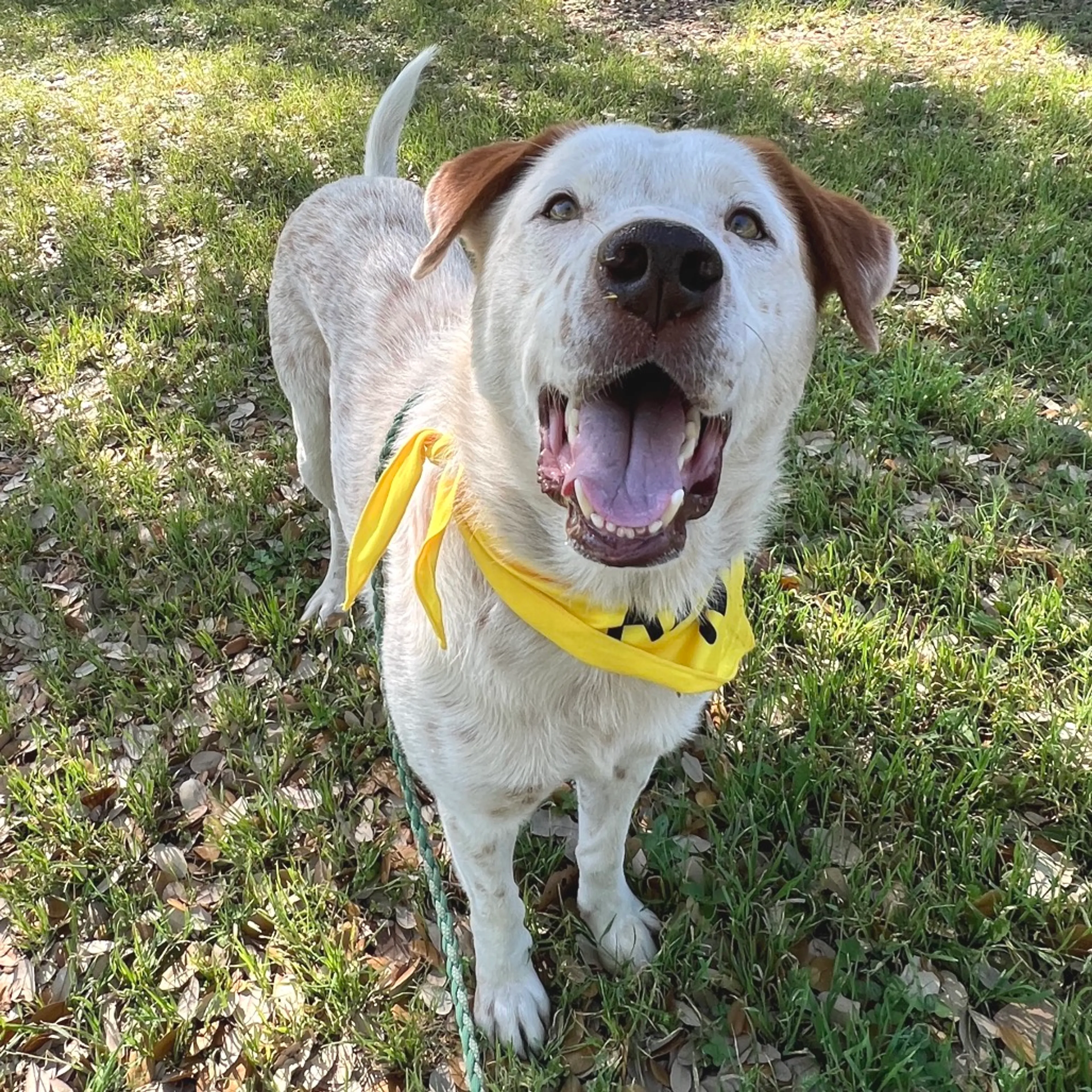 Found pet-16